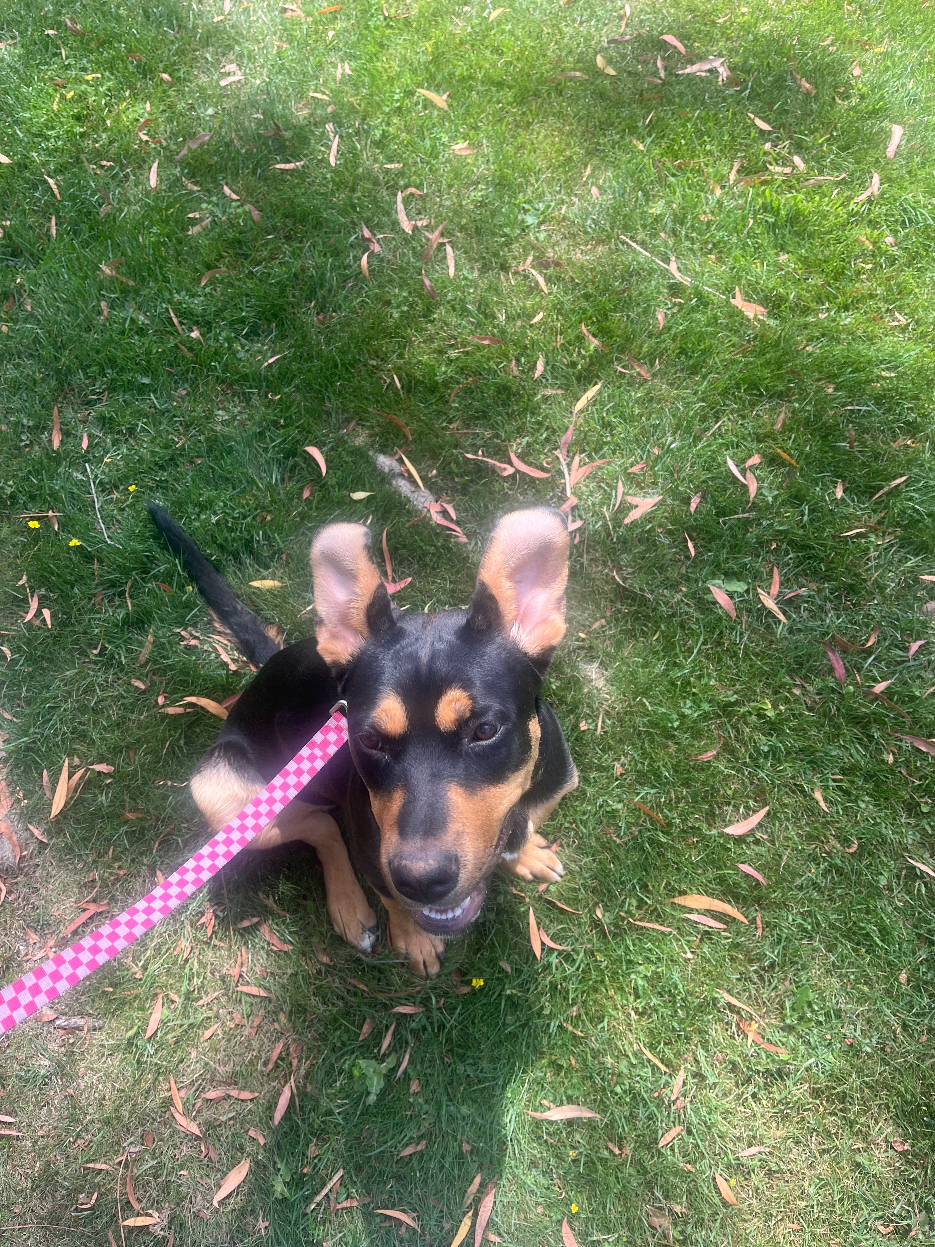 Lola's Medical Journey: Your Help is Needed campaign photo, 4 of 7