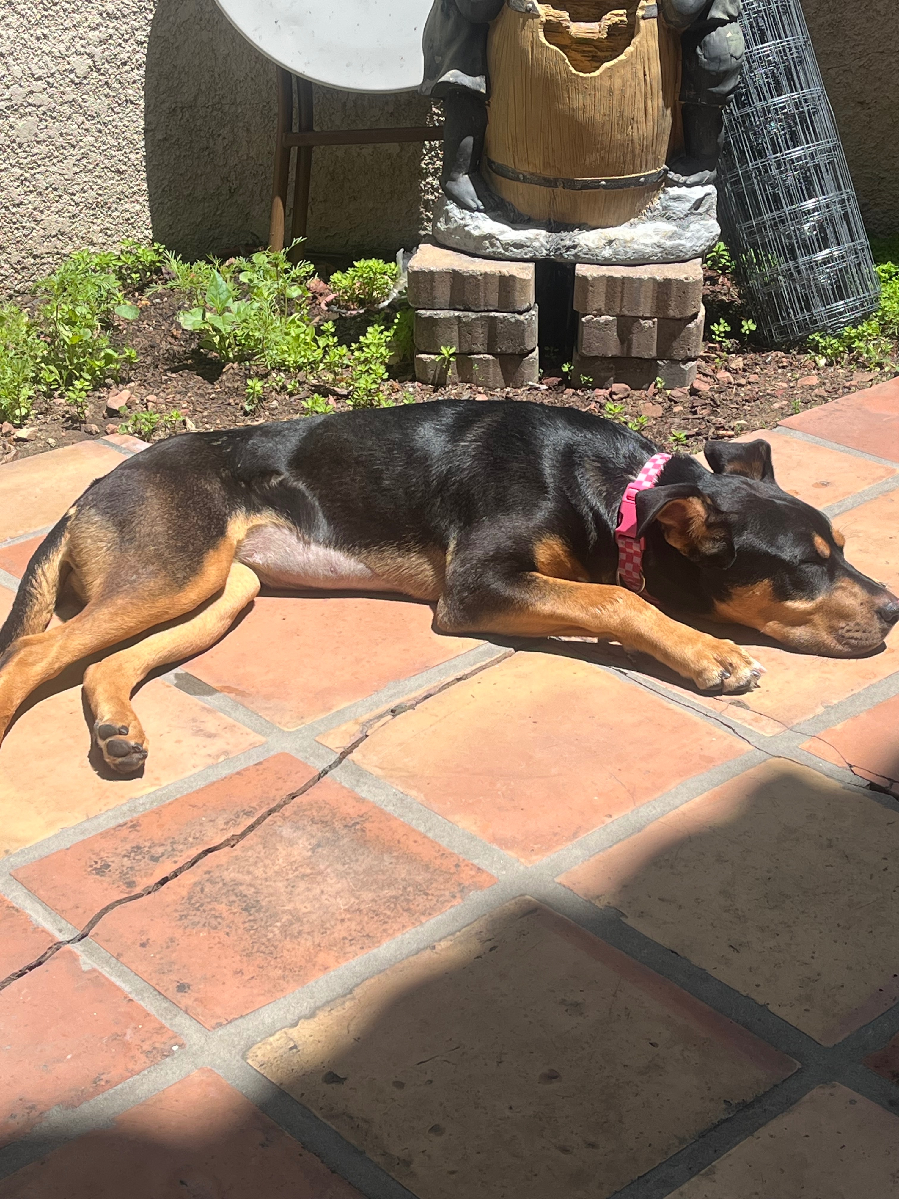 Lola's Medical Journey: Your Help is Needed campaign photo, 5 of 7