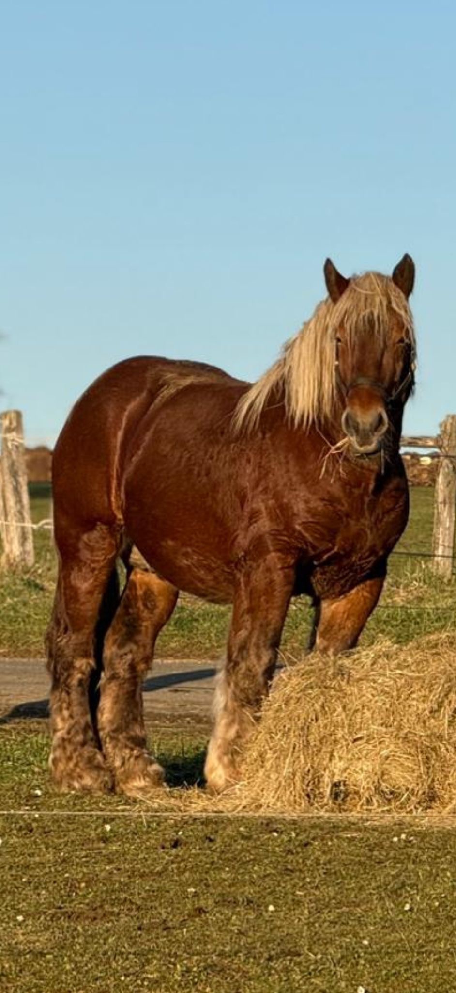 Traumatisiertes Pferd heraus kaufen campaign photo, 2 of 6