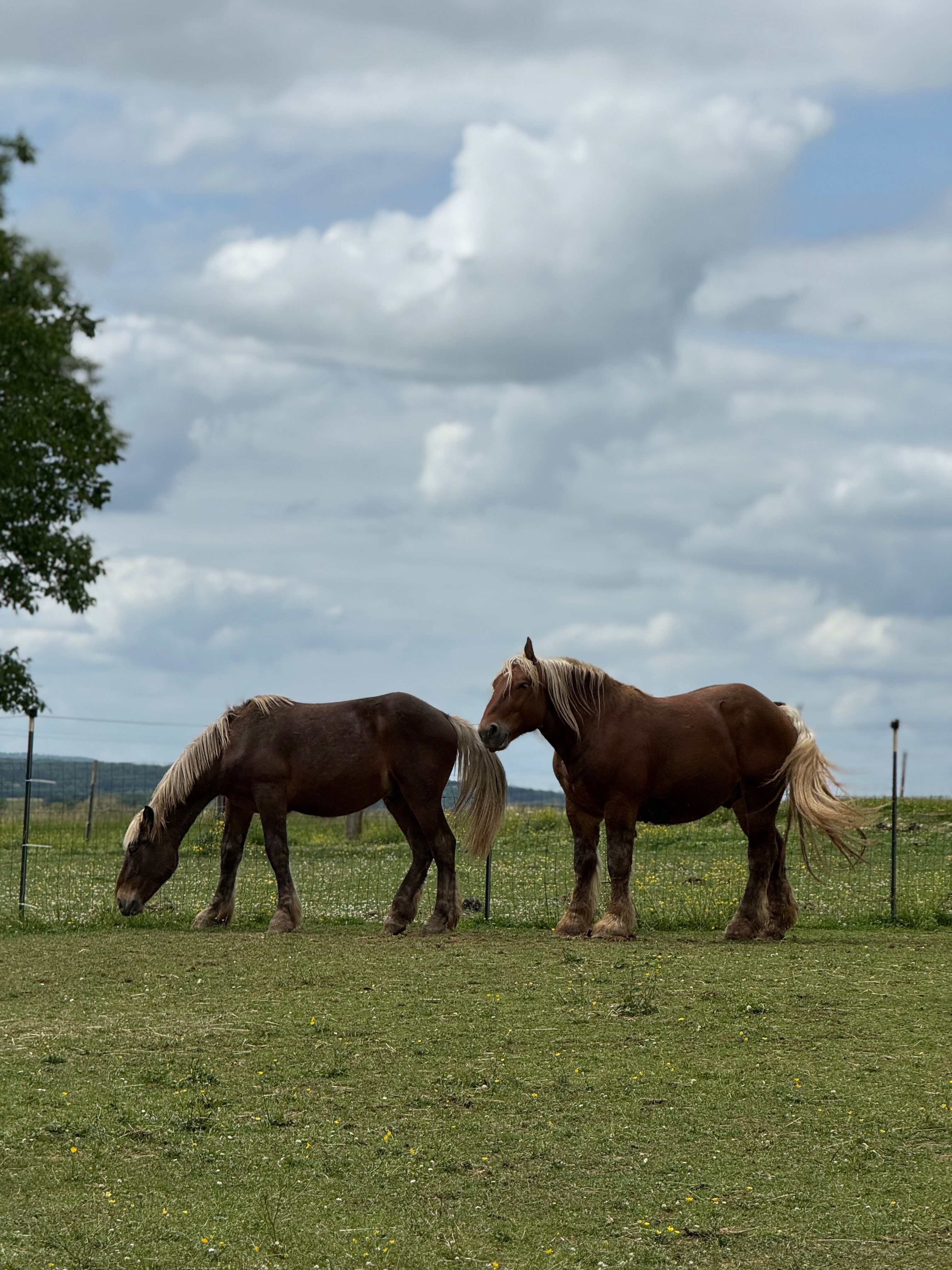 Traumatisiertes Pferd heraus kaufen campaign photo, 4 of 6