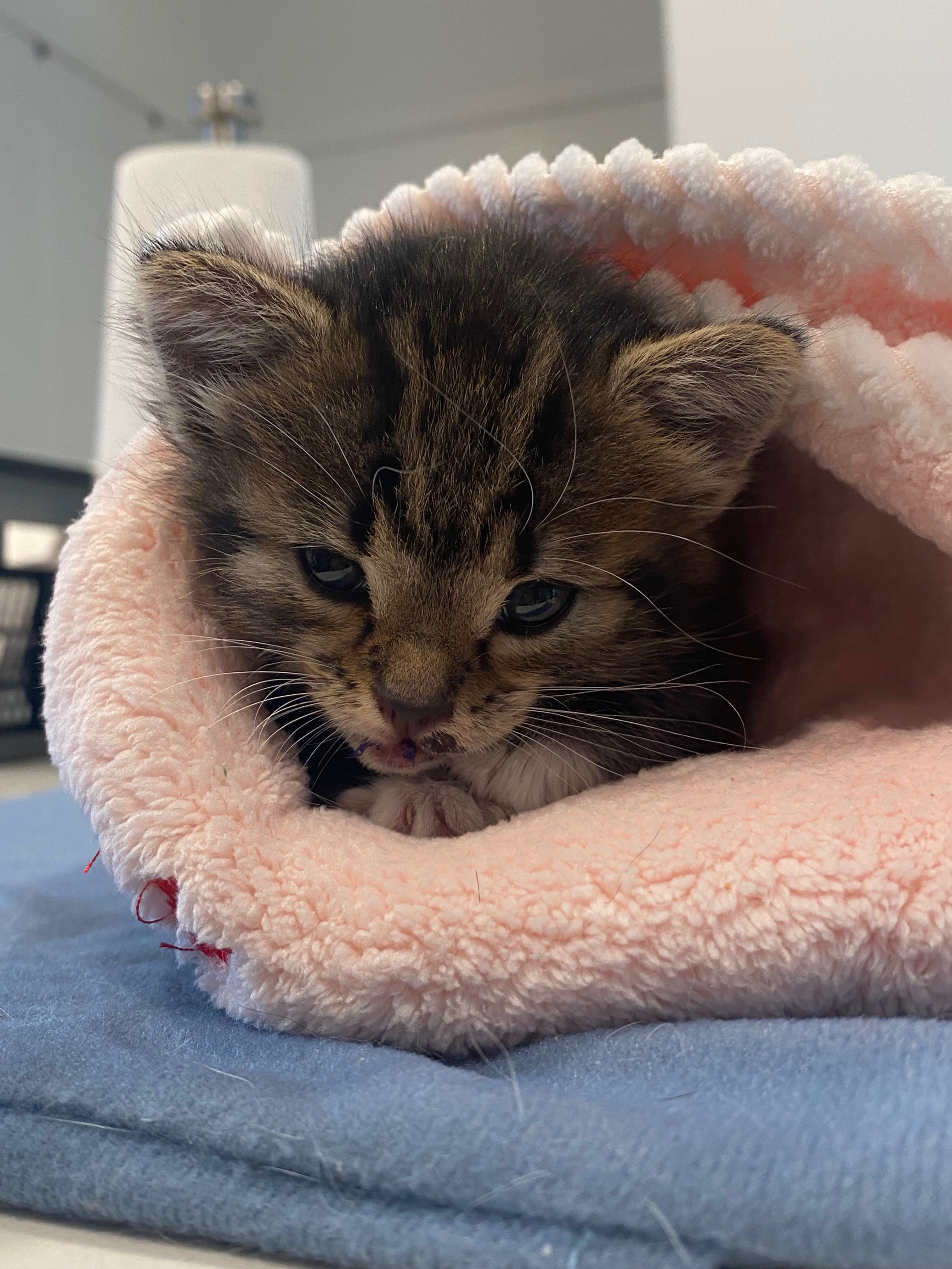 Donate to Help an Injured Kitten Recover campaign photo, 7 of 8