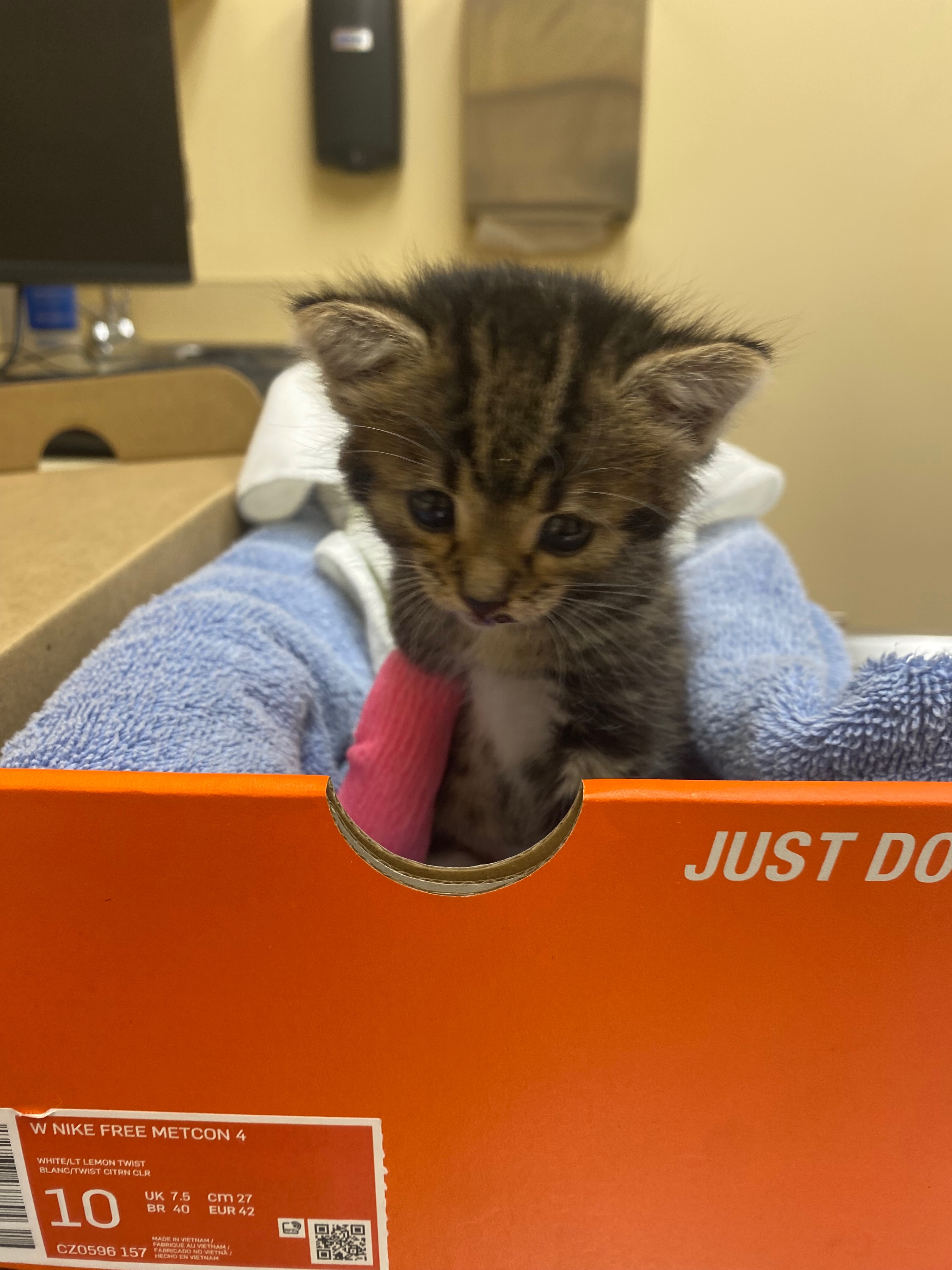 Donate to Help an Injured Kitten Recover campaign photo, 2 of 8