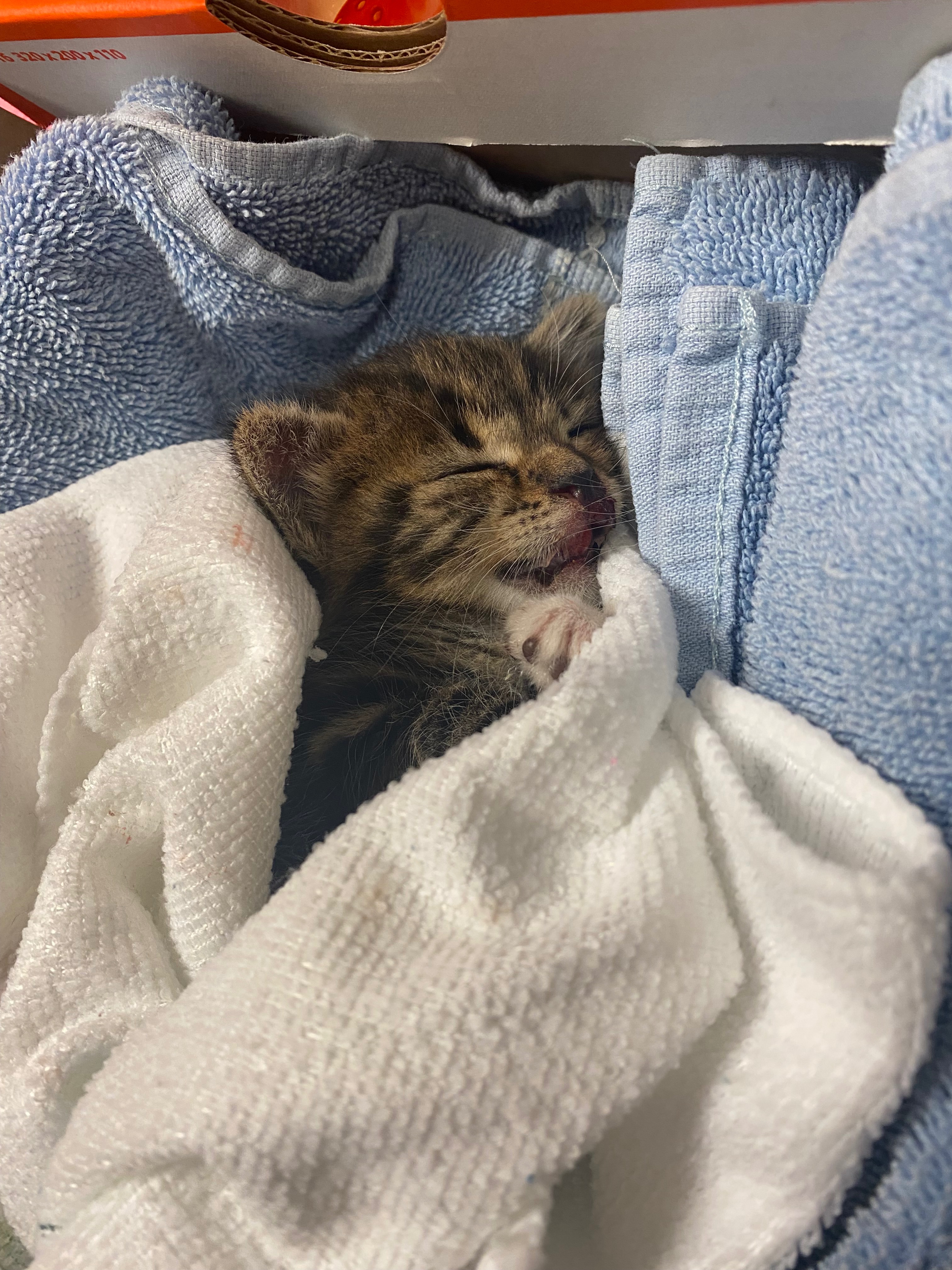 Donate to Help an Injured Kitten Recover campaign photo, 4 of 8