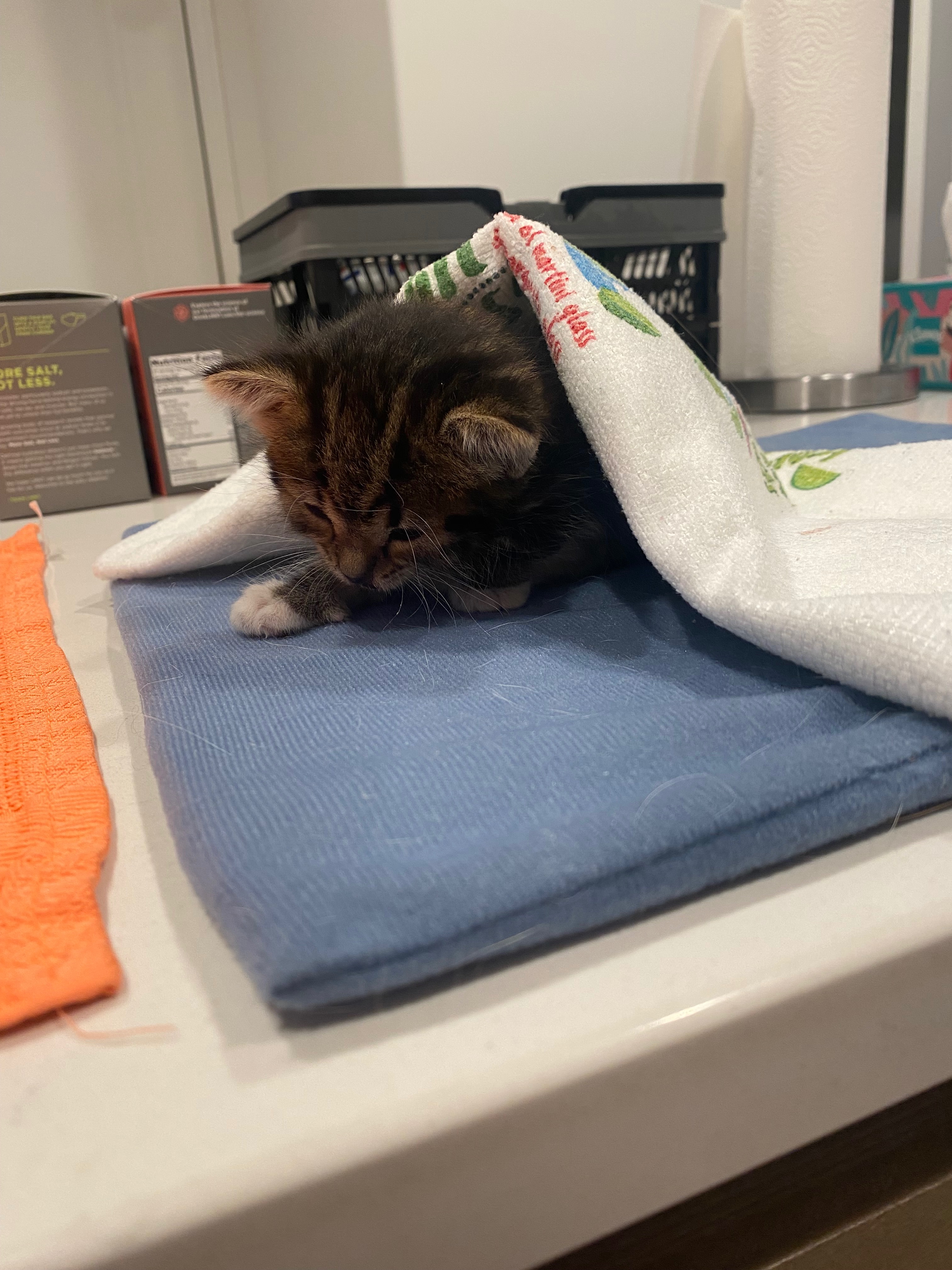 Donate to Help an Injured Kitten Recover campaign photo, 5 of 8