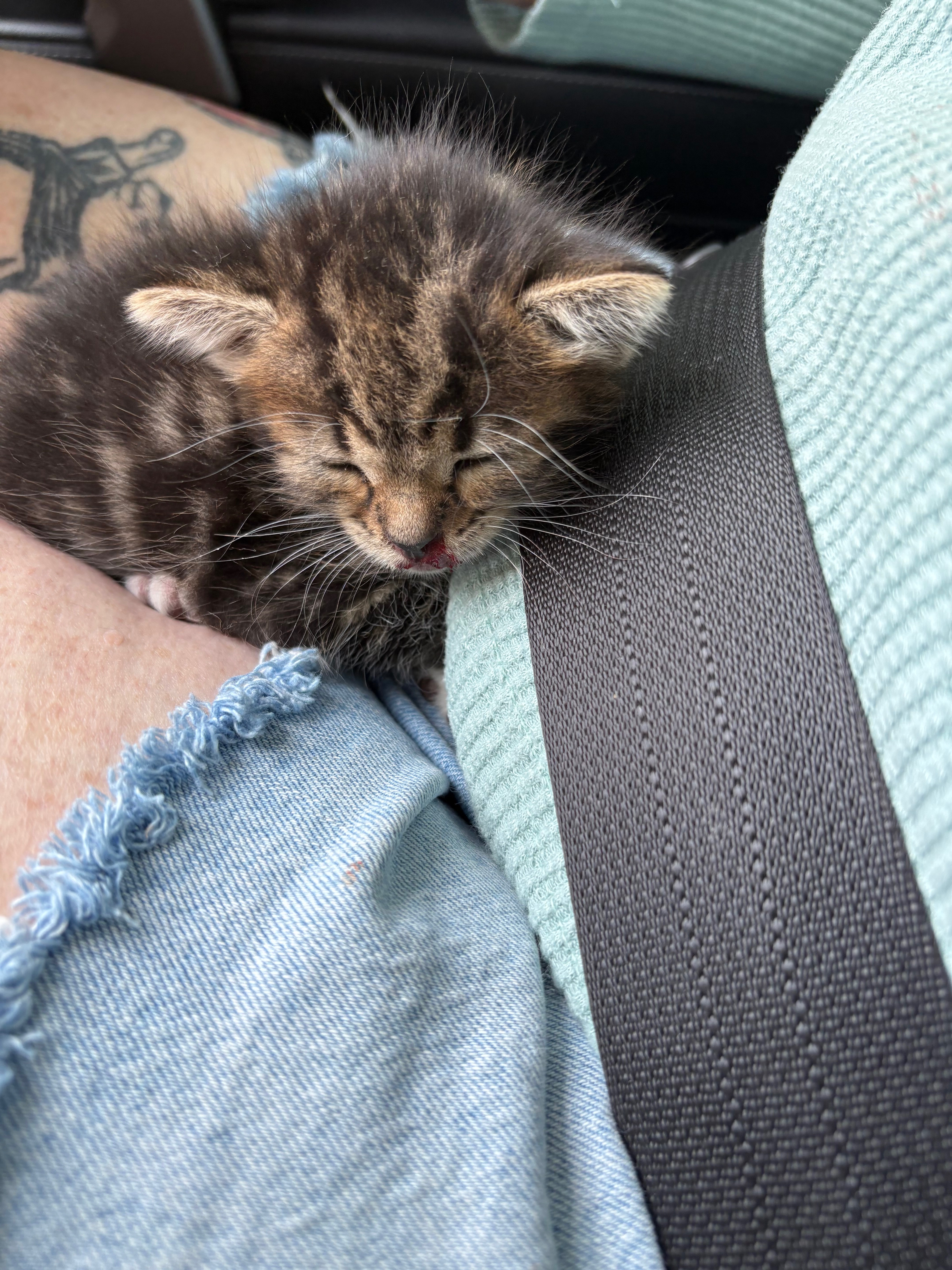Donate to Help an Injured Kitten Recover campaign photo, 6 of 8