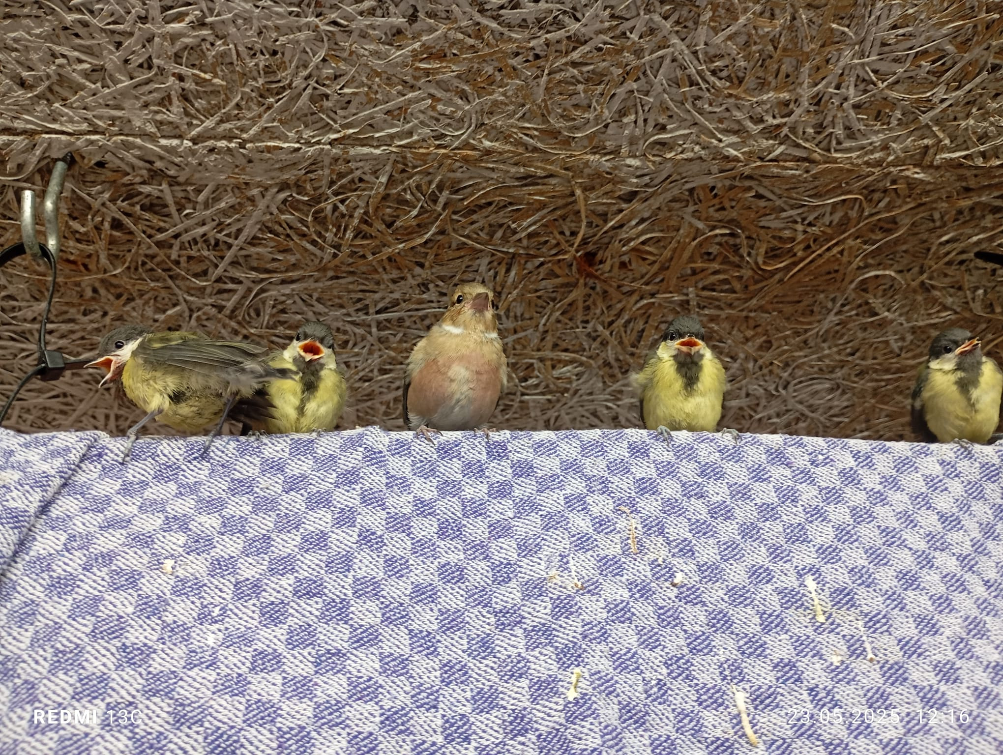 Kampagnen-Foto für Futtergeld - Sammlung für Wildvogel-Rettung.de, 7 von 8