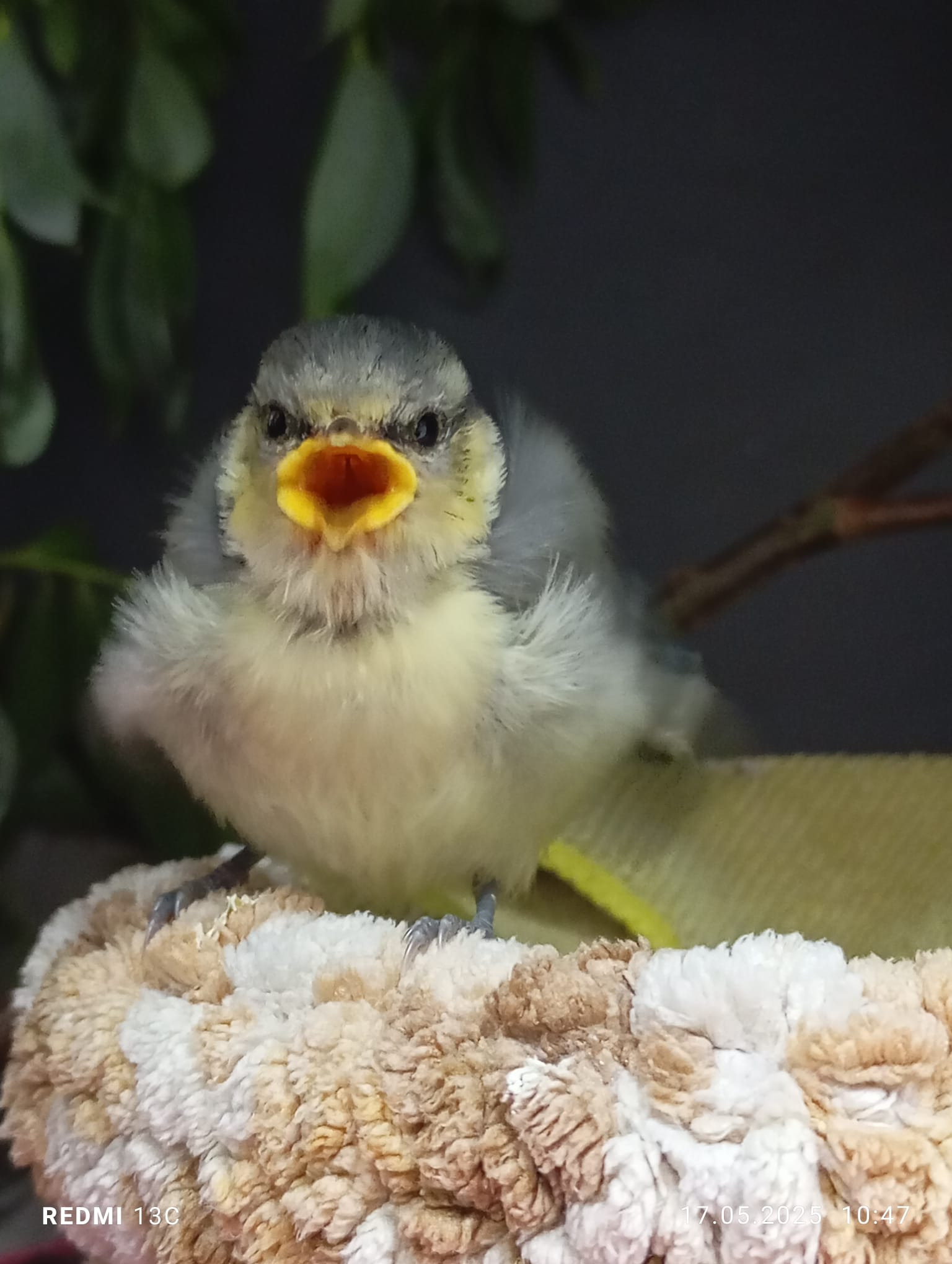 Kampagnen-Foto für Futtergeld - Sammlung für Wildvogel-Rettung.de, 2 von 8