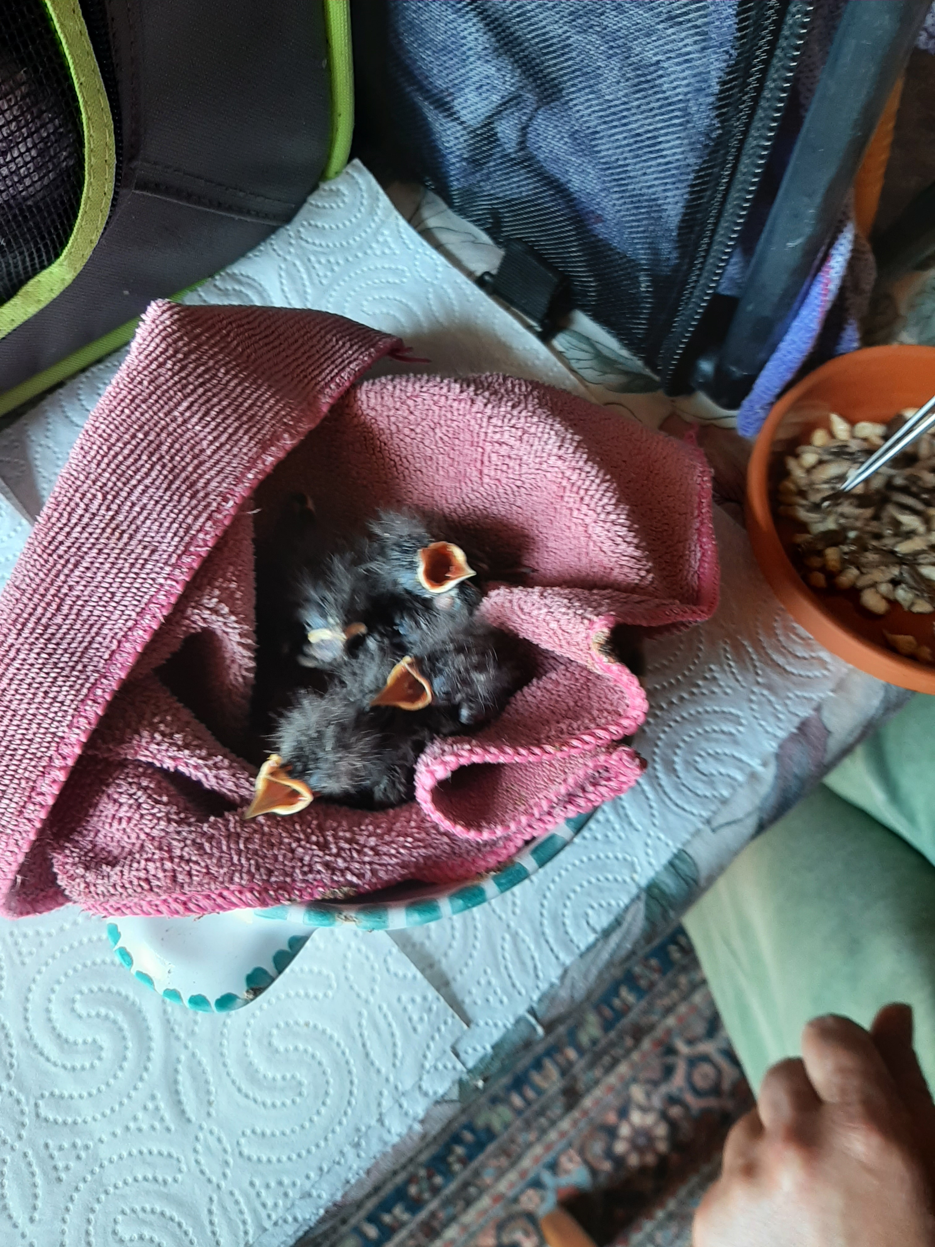 Kampagnen-Foto für Futtergeld - Sammlung für Wildvogel-Rettung.de, 4 von 8