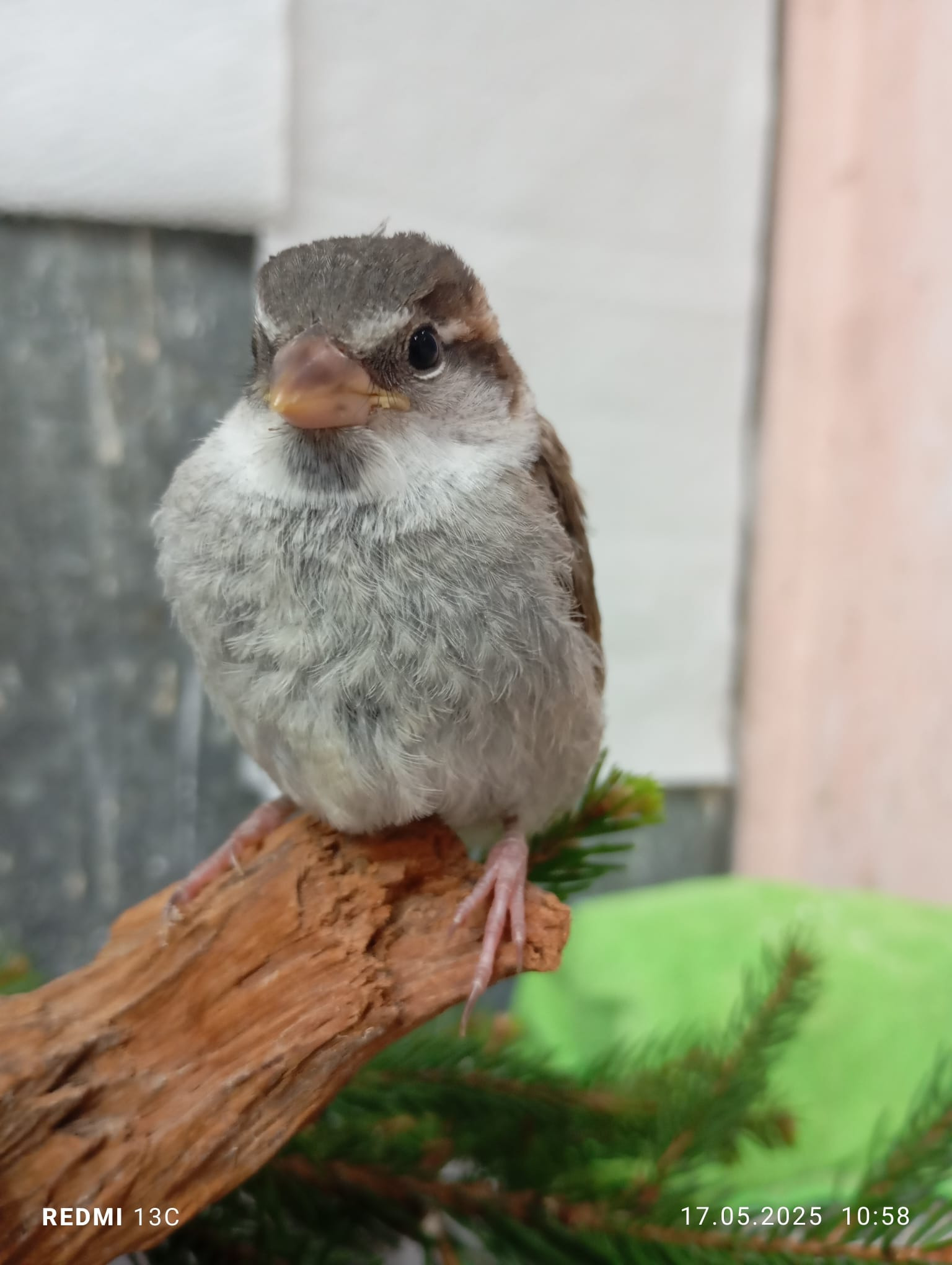 Kampagnen-Foto für Futtergeld - Sammlung für Wildvogel-Rettung.de, 5 von 8