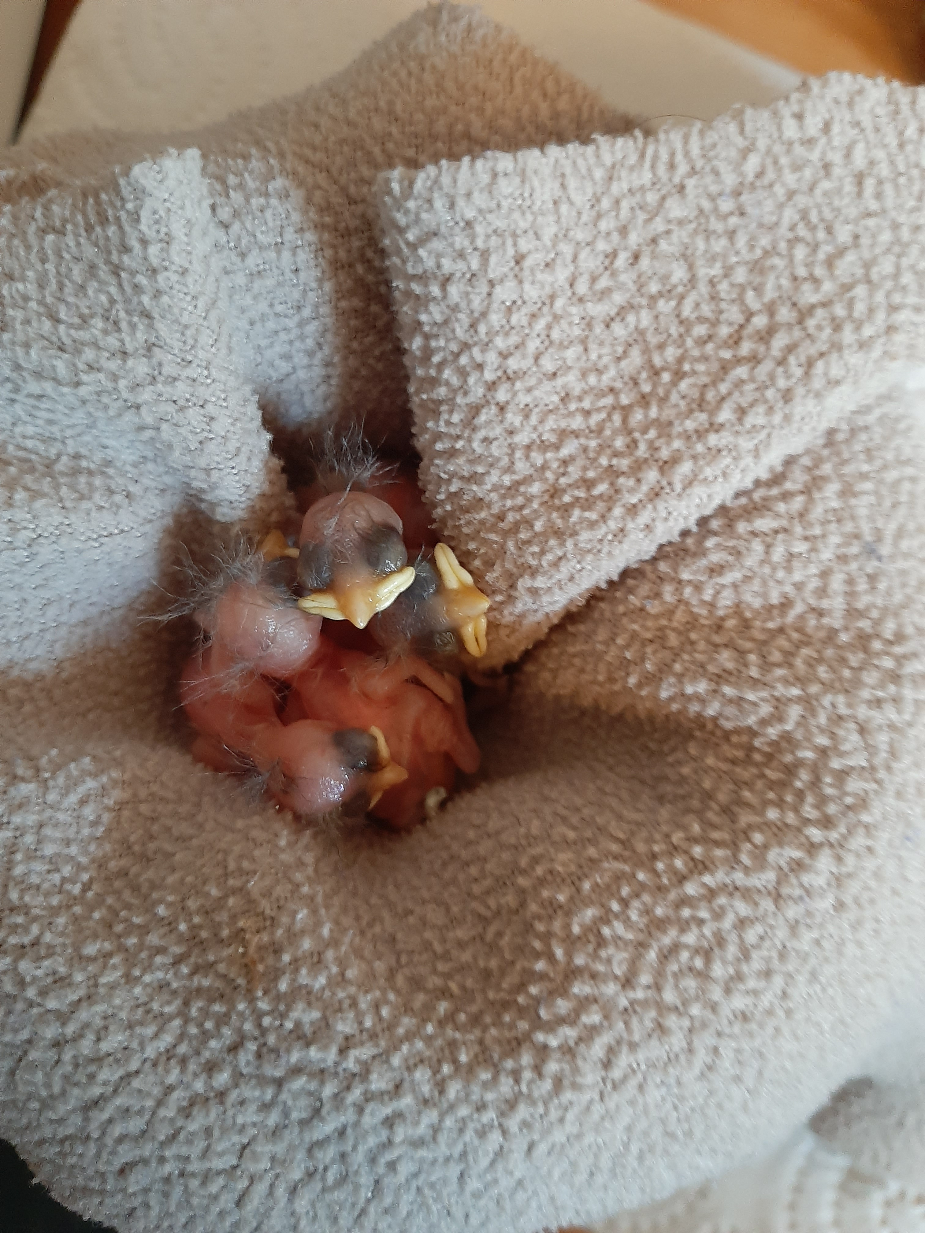 Kampagnen-Foto für Futtergeld - Sammlung für Wildvogel-Rettung.de, 6 von 8