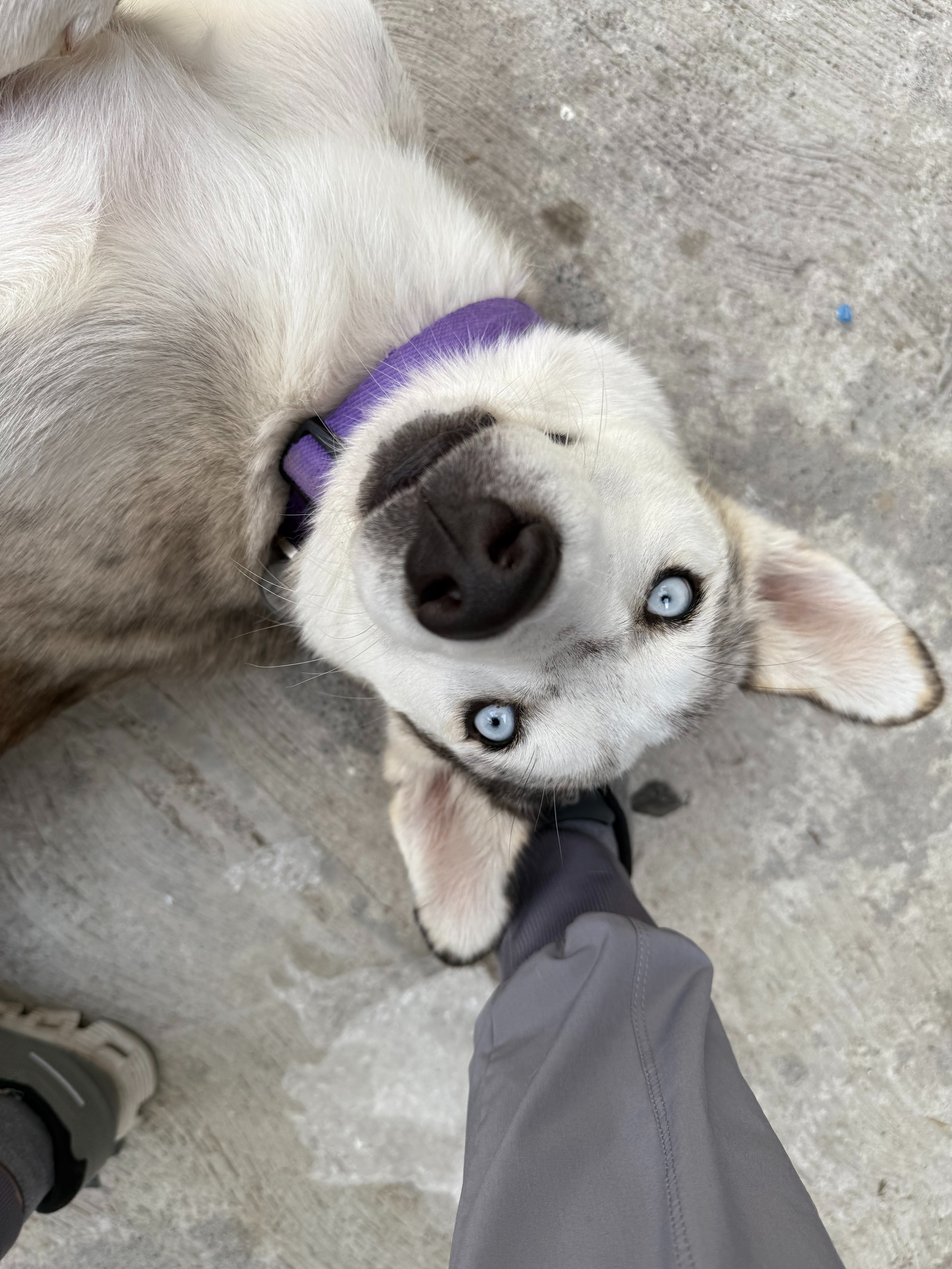 Ayuda a Laika a recibir su quimioterapia campaign photo, 7 of 8