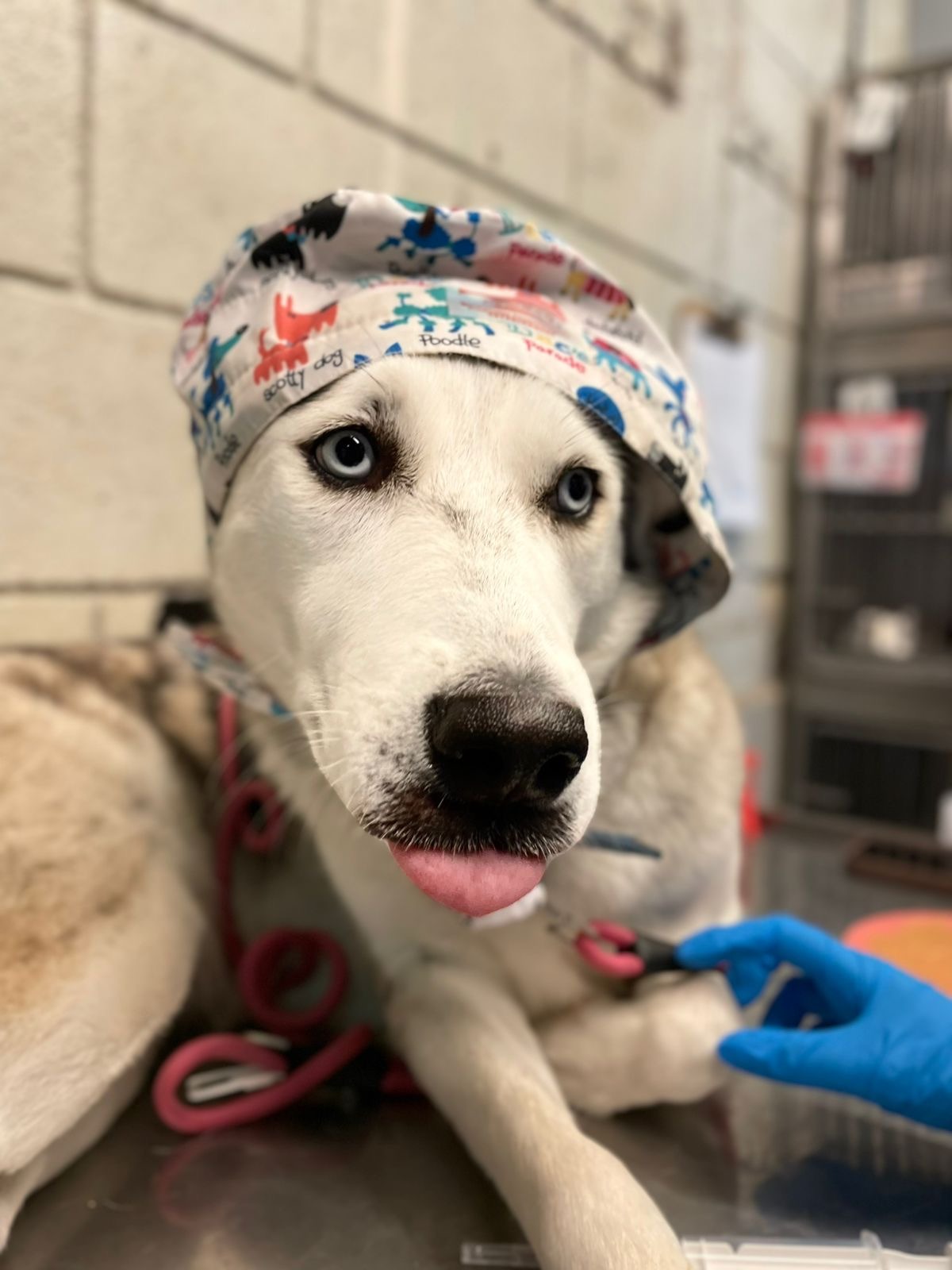 Ayuda a Laika a recibir su quimioterapia campaign photo, 4 of 8