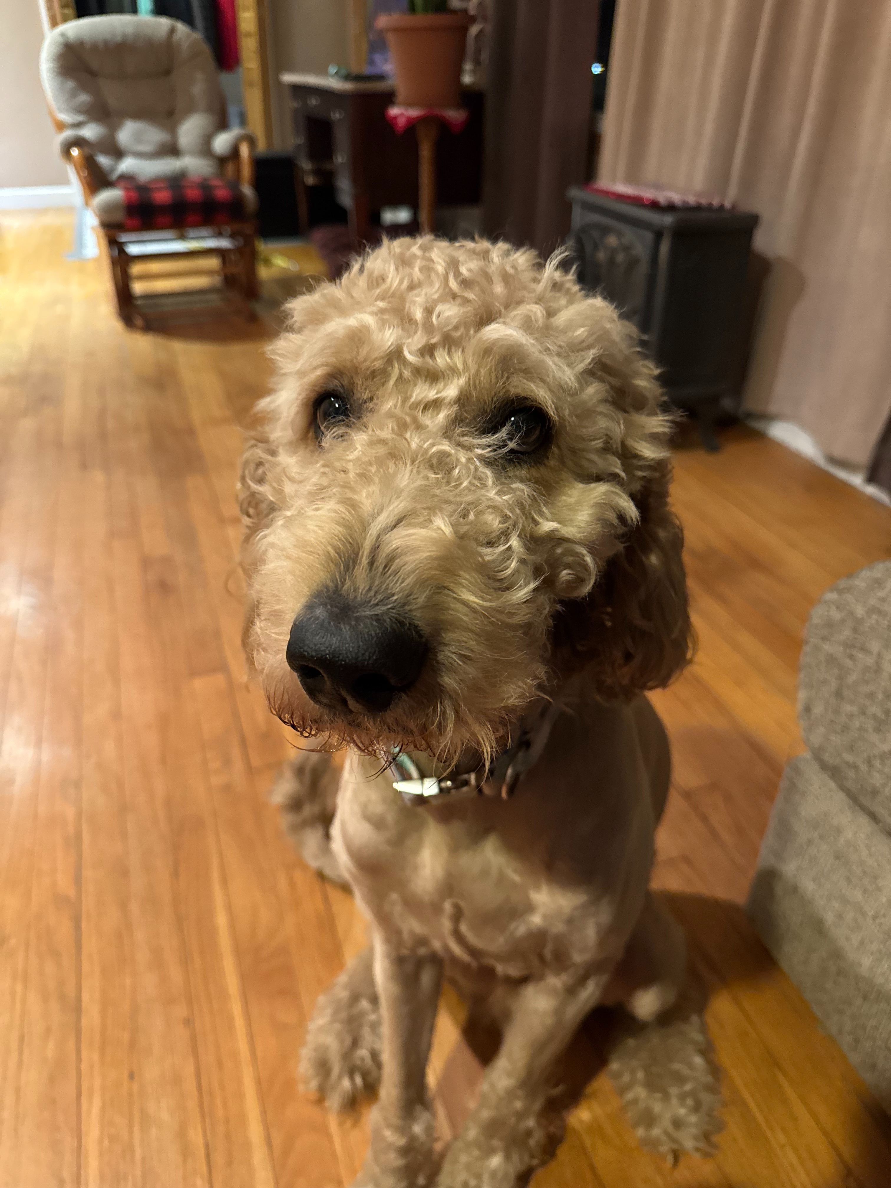 Help Charlie our Beloved Goldendoodle Get Lifesaving Surgery campaign photo, 7 of 8
