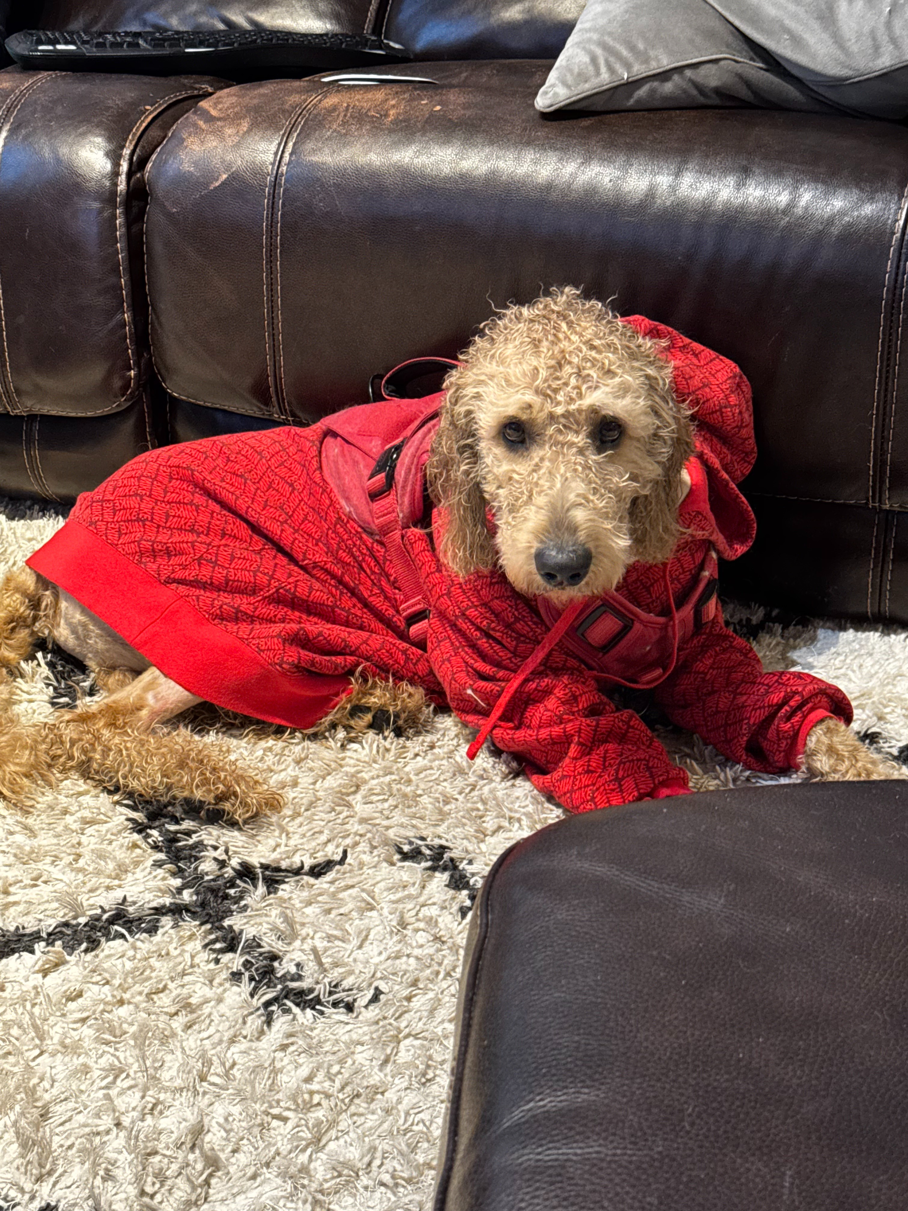Help Charlie our Beloved Goldendoodle Get Lifesaving Surgery campaign photo, 2 of 8