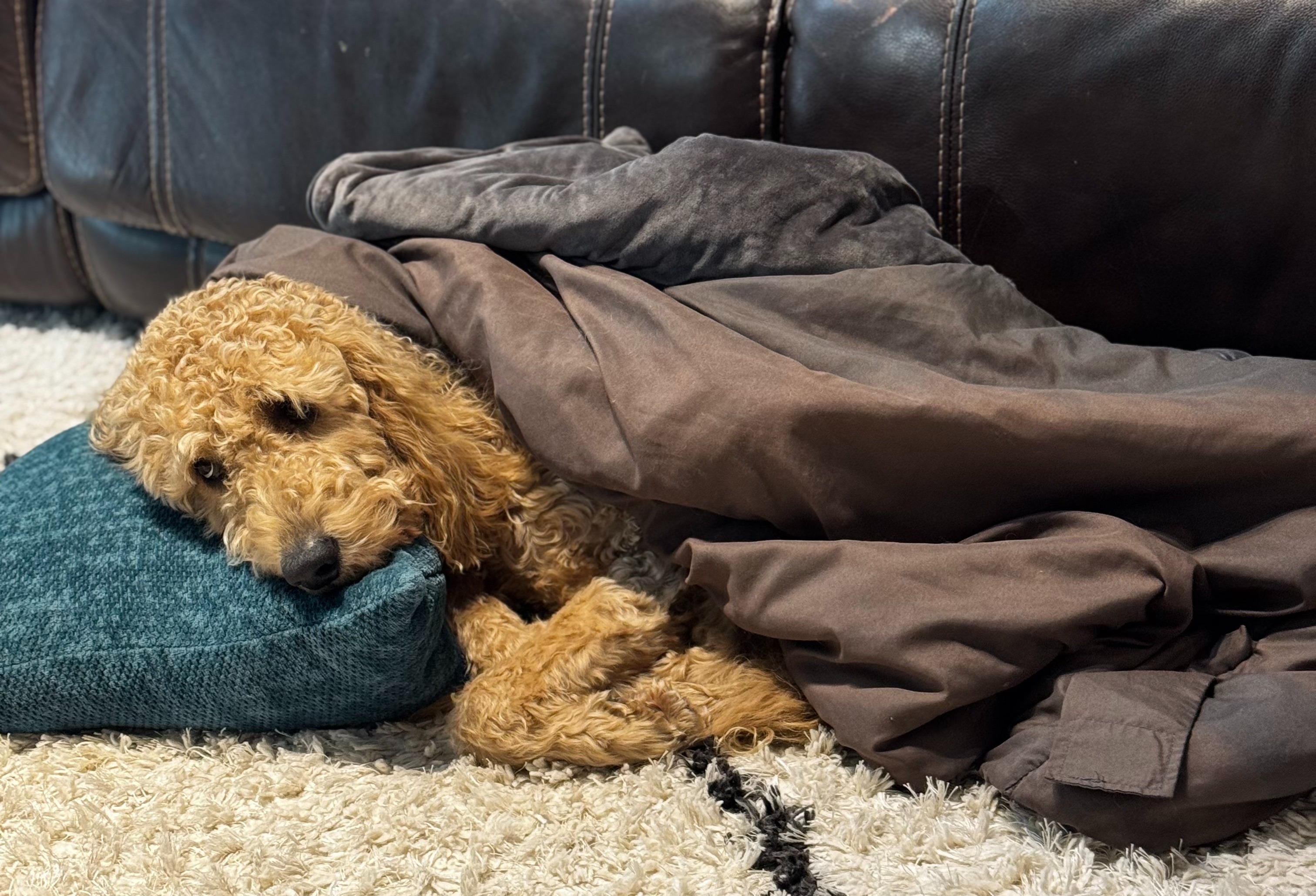 Help Charlie our Beloved Goldendoodle Get Lifesaving Surgery campaign photo, 4 of 8