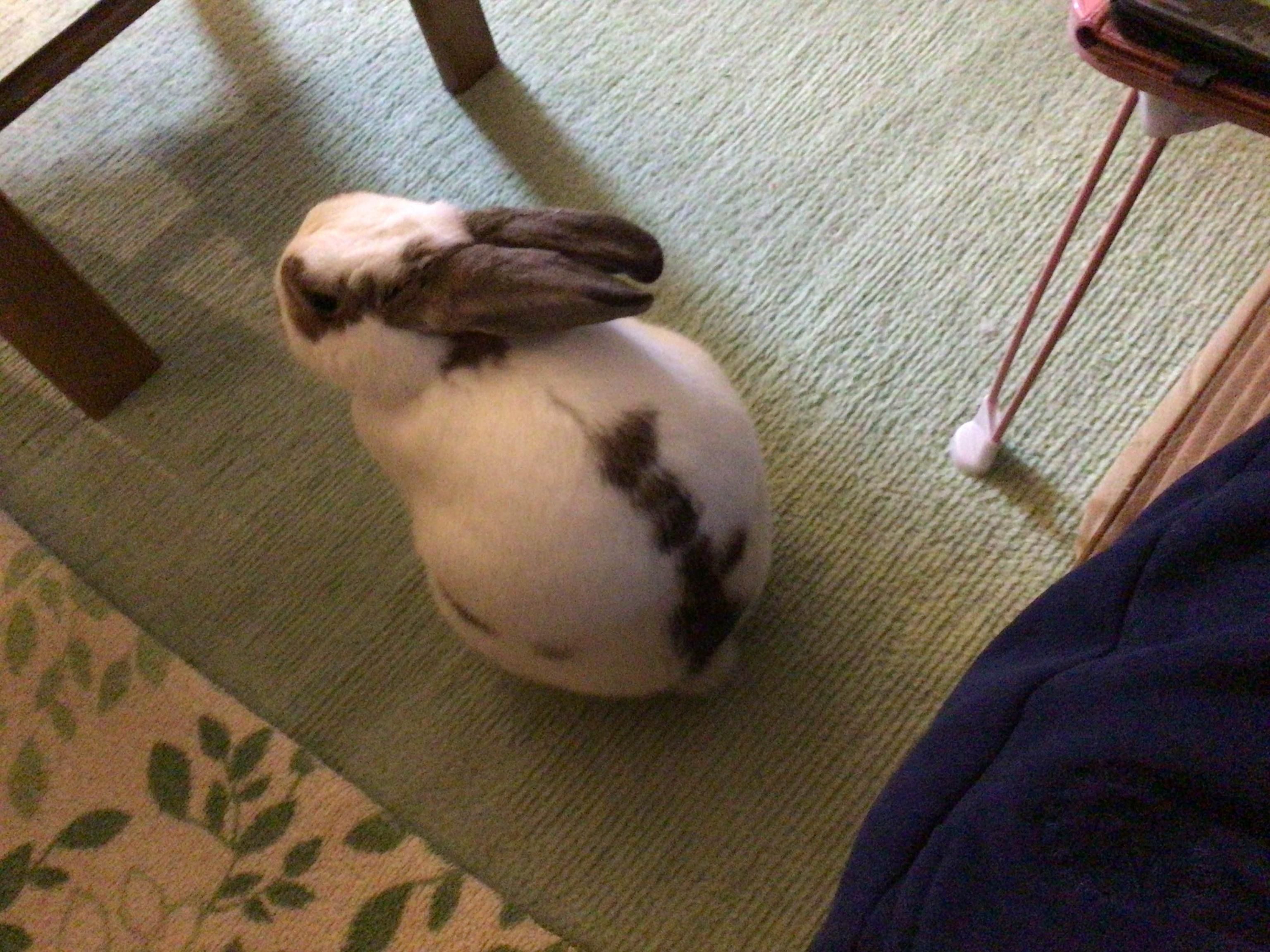 User-uploaded image 1