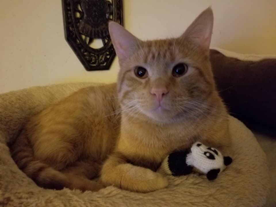 Easing the Burden of Kenobi's Loss. He was such a good cat. campaign photo, 2 of 4