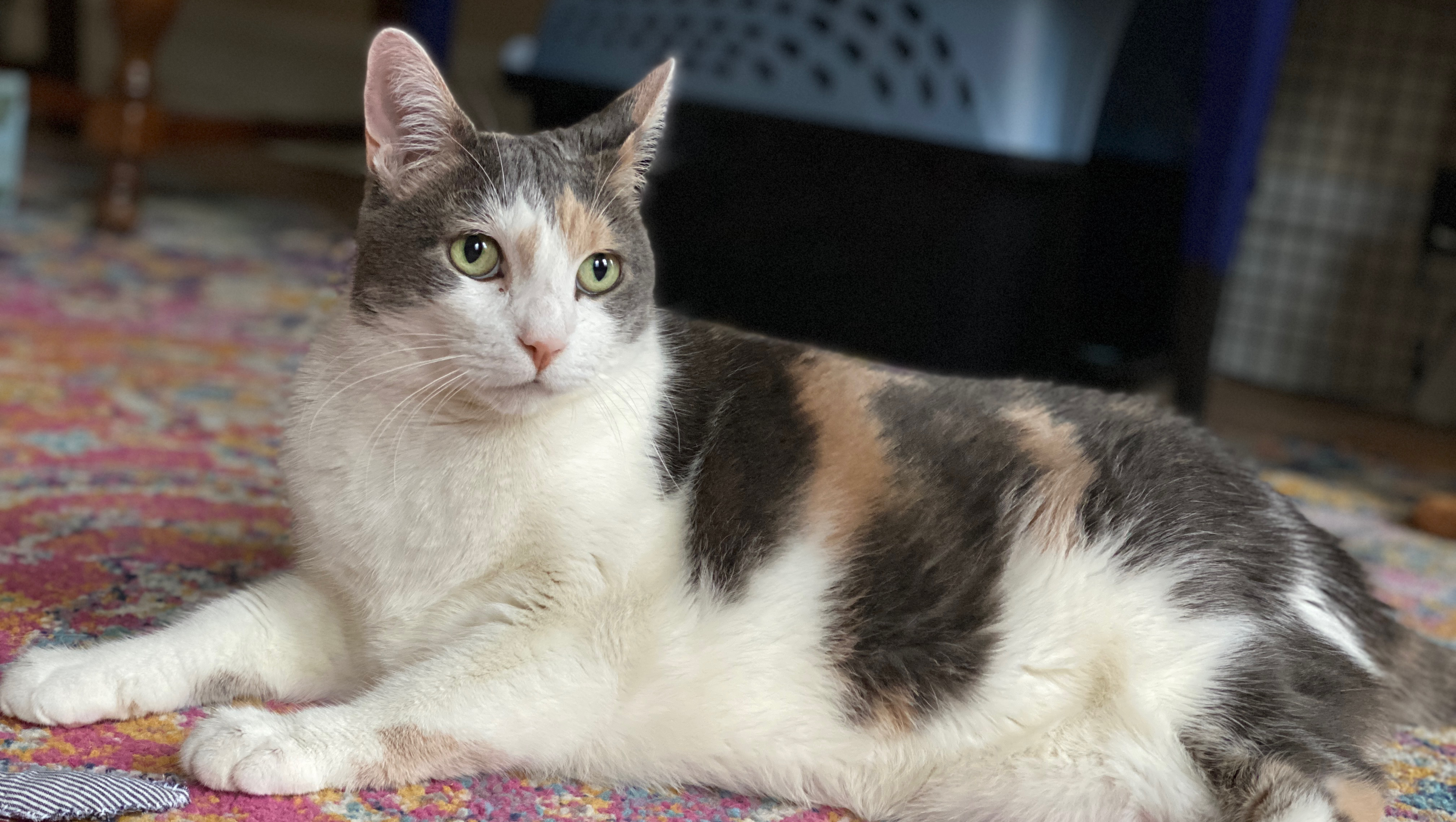 Urgent Heart Exams for Norma Jean and Alley