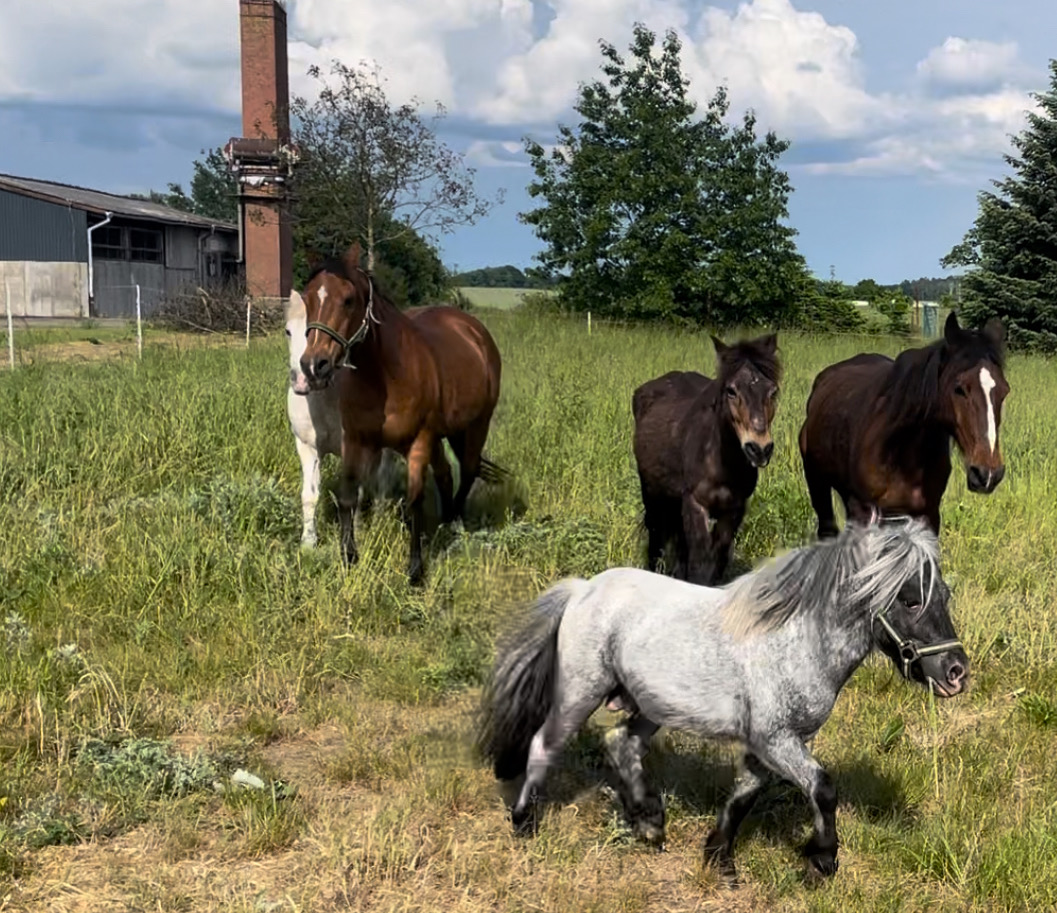 Tierschutzverein- ohne Dach über dem Kopf campaign photo, 7 of 8