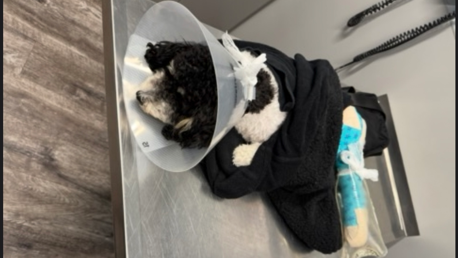 Help Oliver Heal After His Injury photo