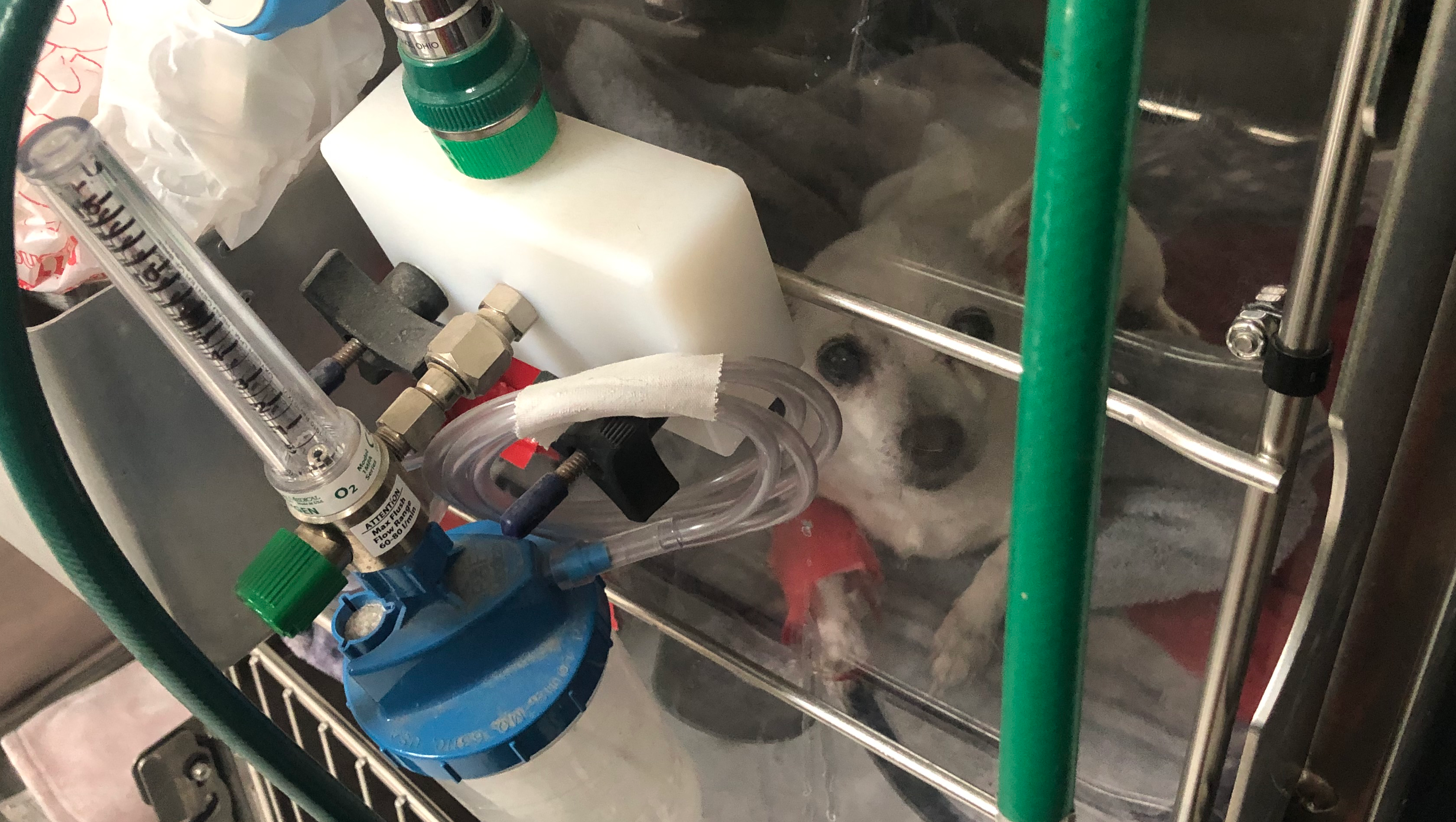 Support Sugar's Fight for Life photo