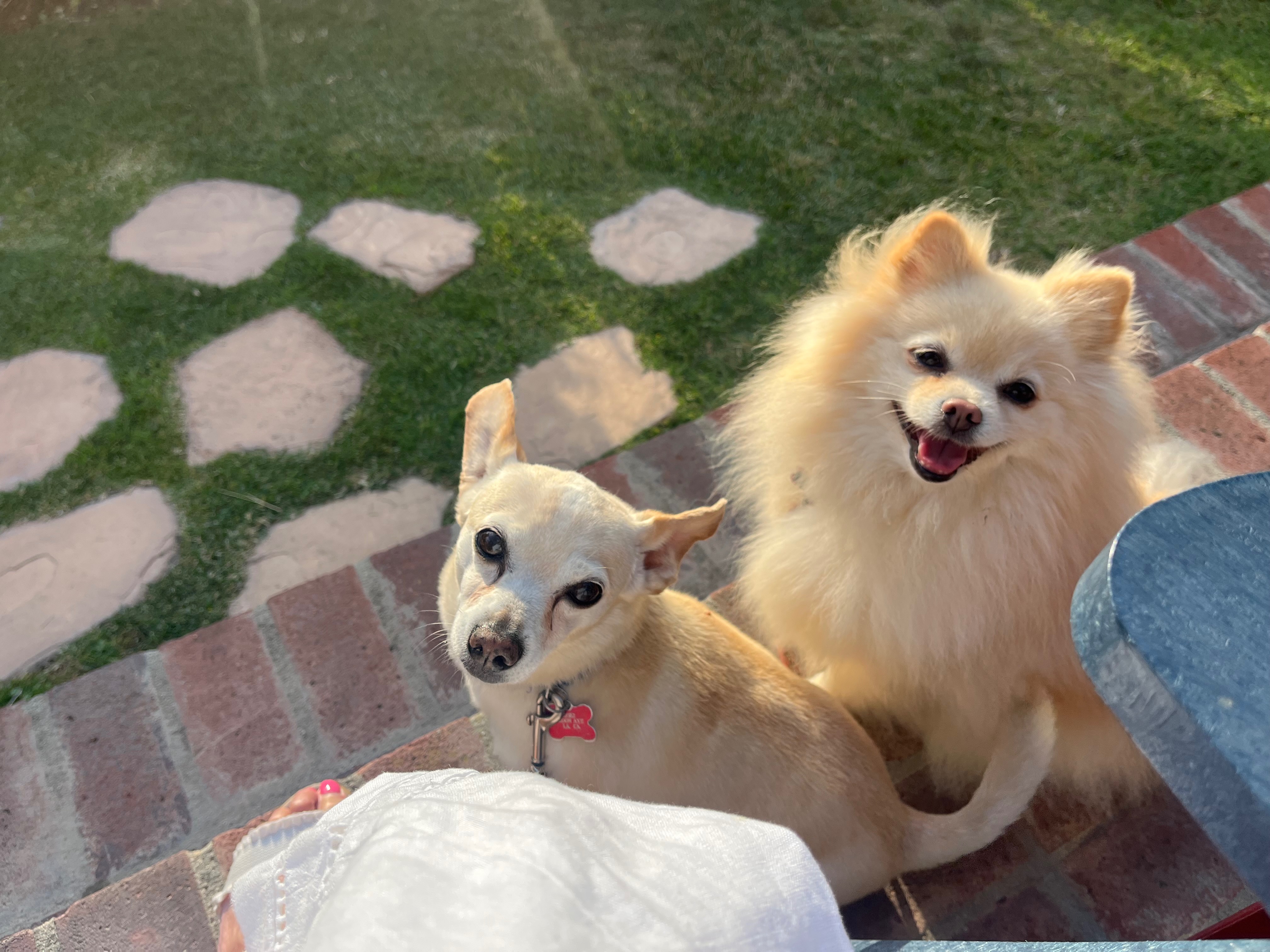 30 Mile Dog Walk for American Cancer Society campaign photo, 2 of 8