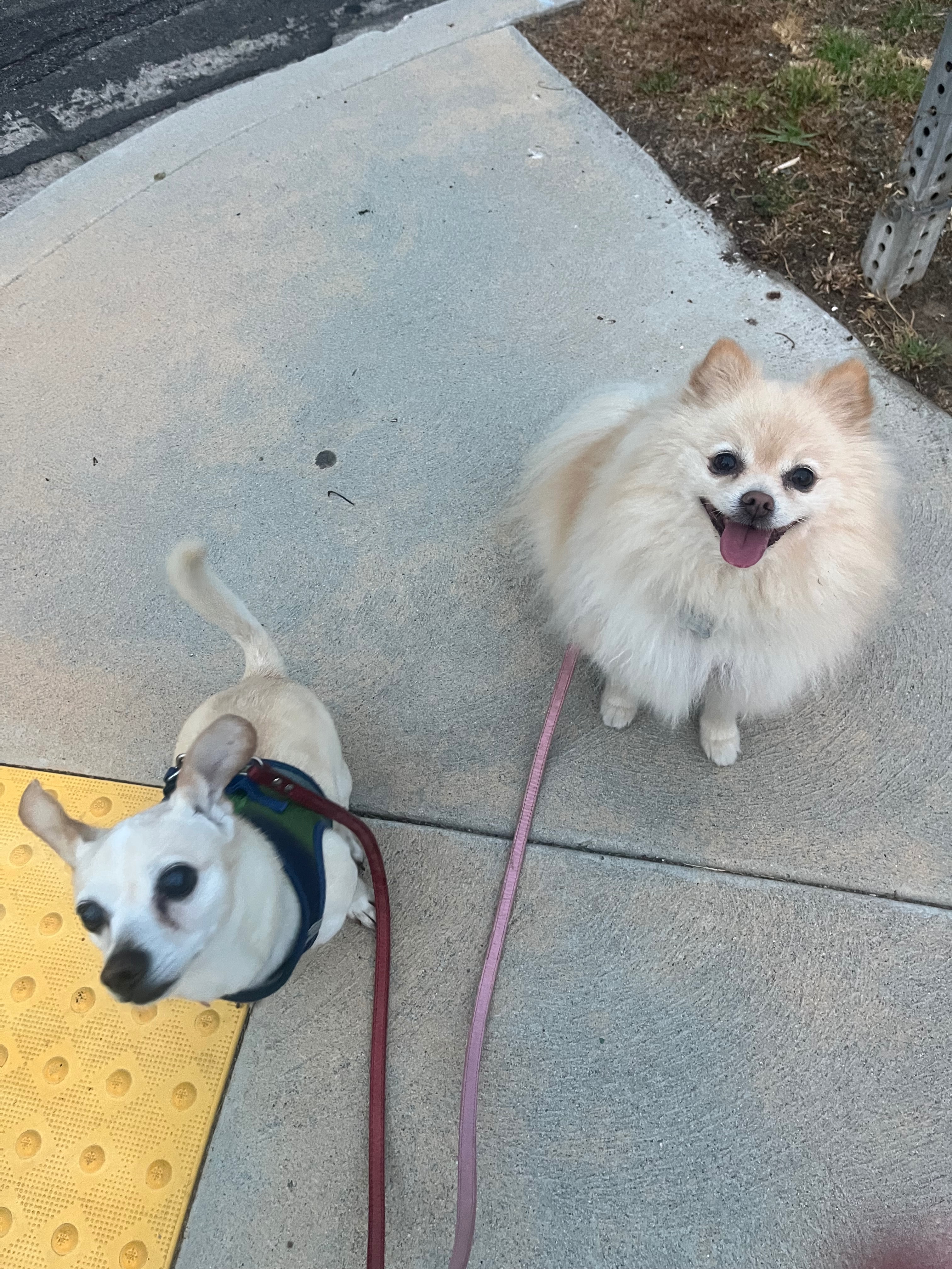 30 Mile Dog Walk for American Cancer Society campaign photo, 5 of 8