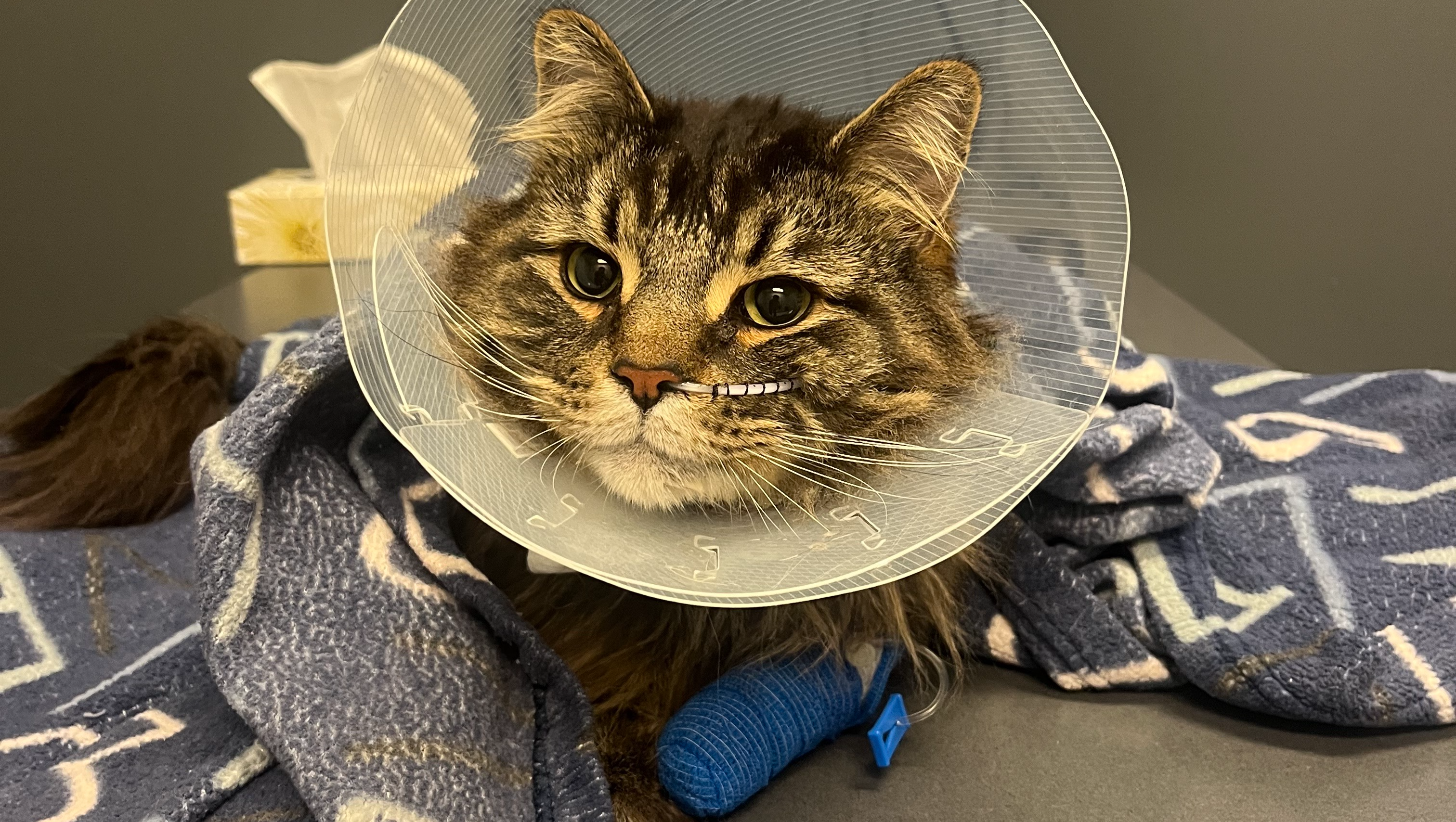 sauvez balou, save balou photo