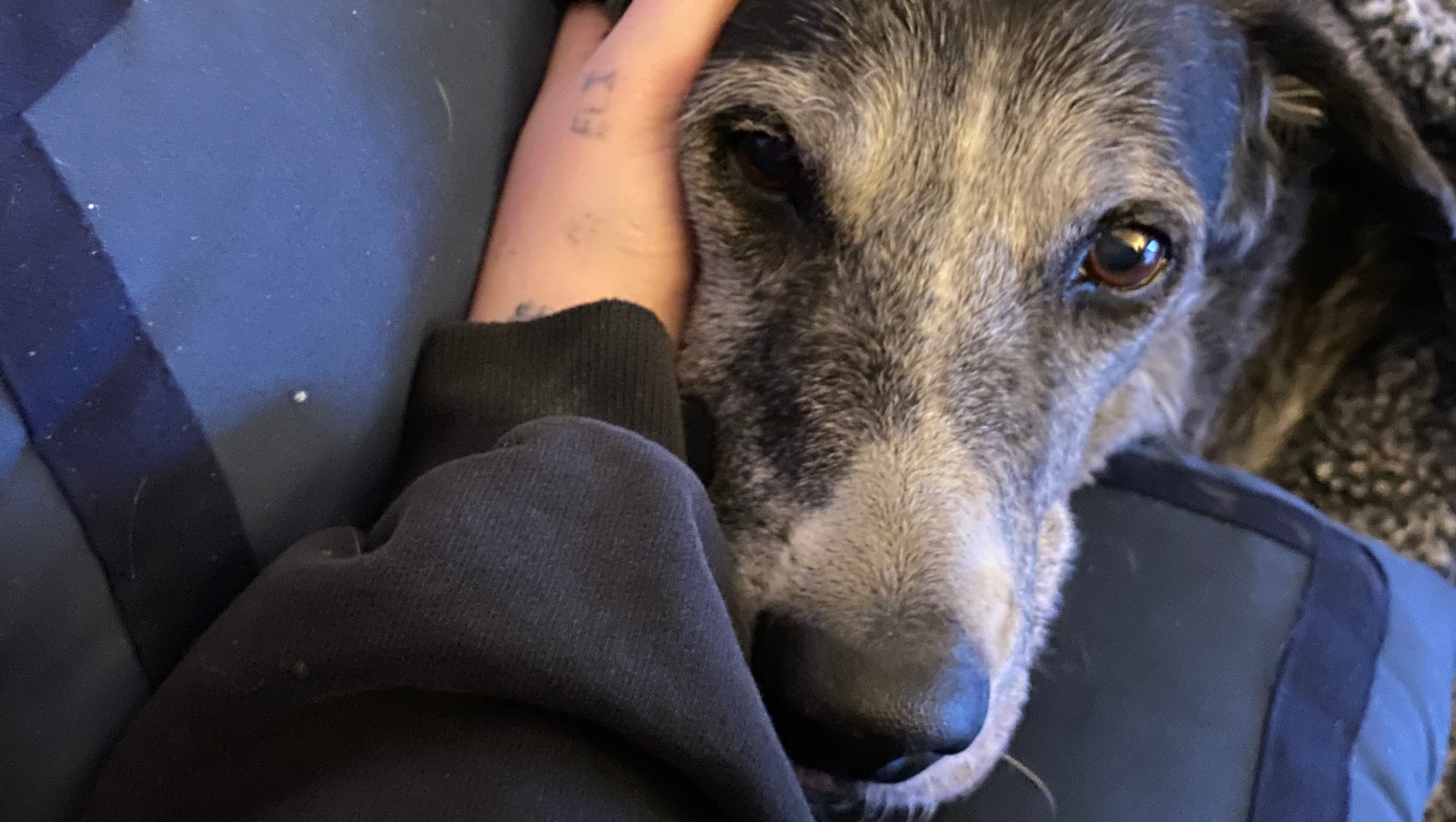 Support Molly's Cremation Costs photo