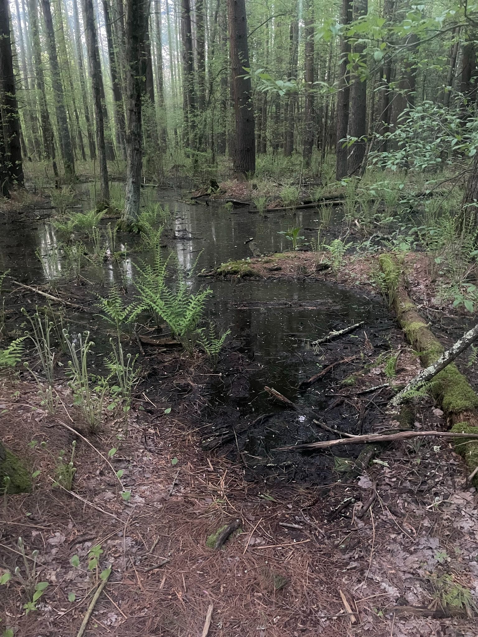 Guggins Brook Boardwalk Eagle Scout Project campaign photo, 2 of 3