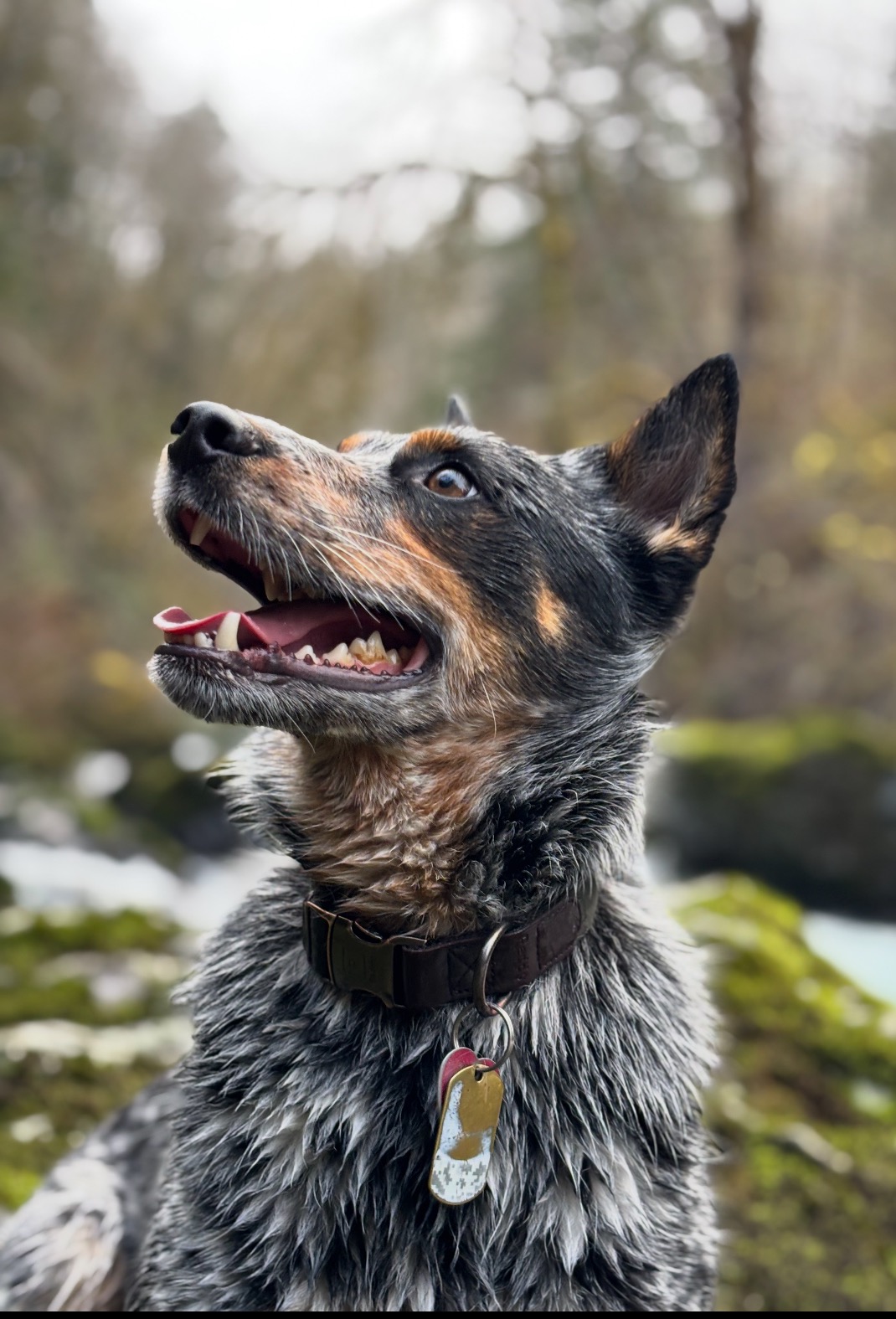  Wren’s Recovery Fund  campaign photo, 7 of 8