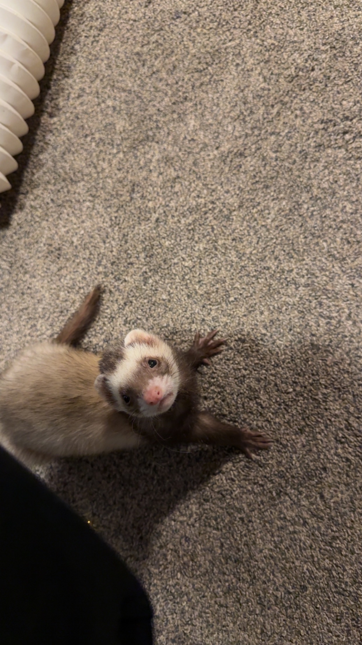 Donate to Help With Ferret Vet Bills campaign photo, 2 of 4