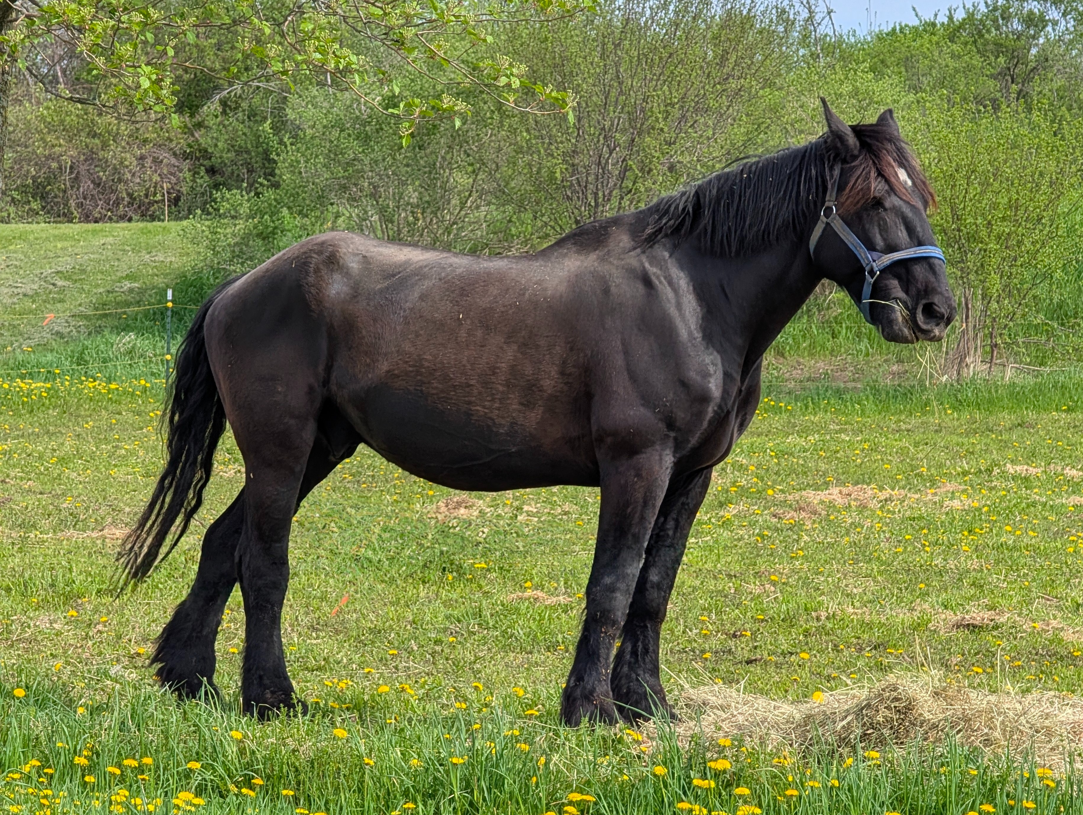 Help King Breathe Easy Again - Support His Healing Journey campaign photo, 6 of 6