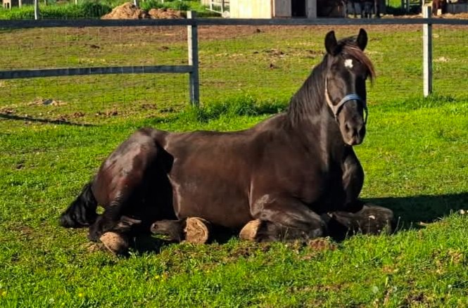 Help King Breathe Easy Again - Support His Healing Journey campaign photo, 4 of 6