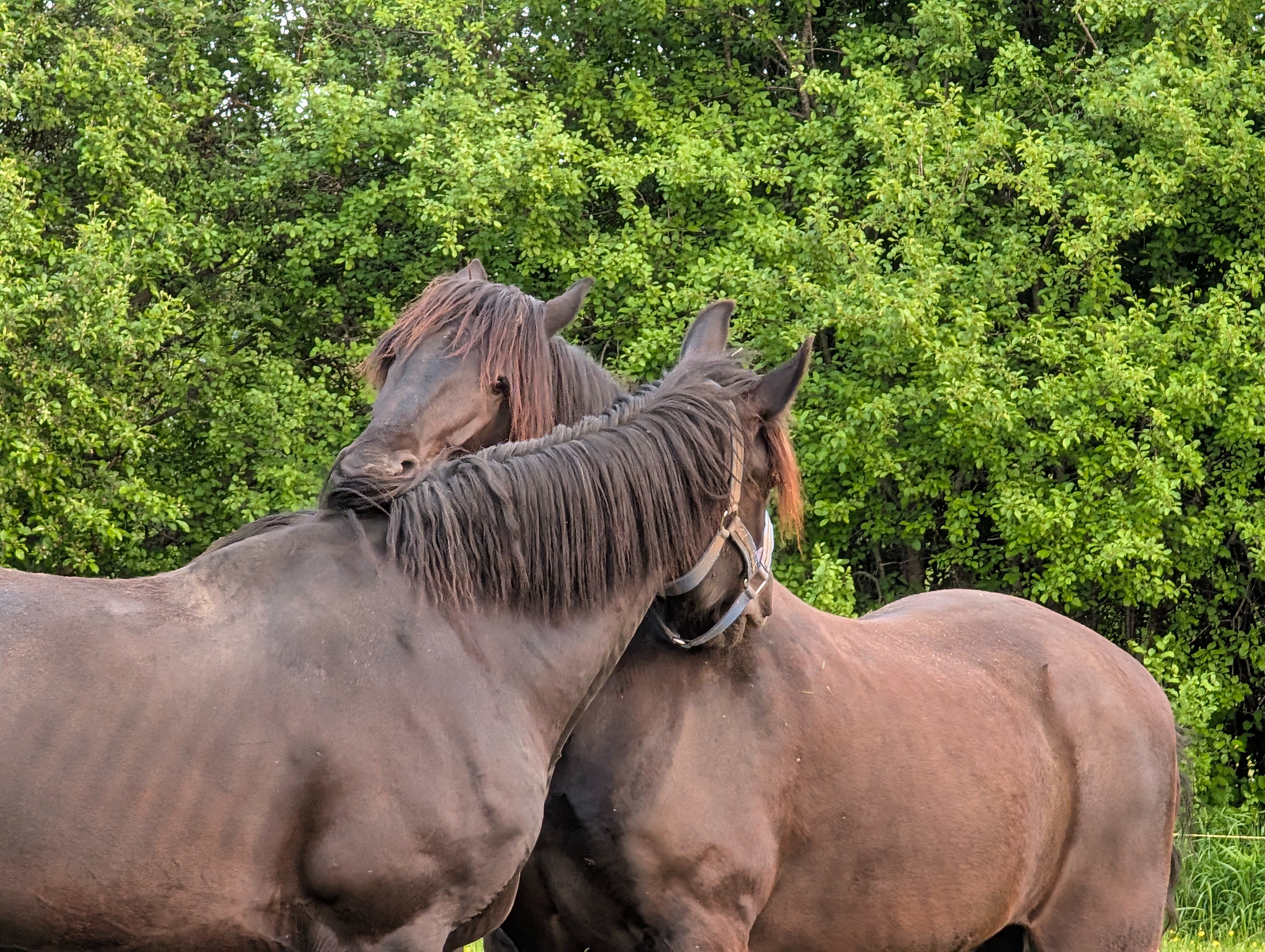 Help King Breathe Easy Again - Support His Healing Journey campaign photo, 5 of 6