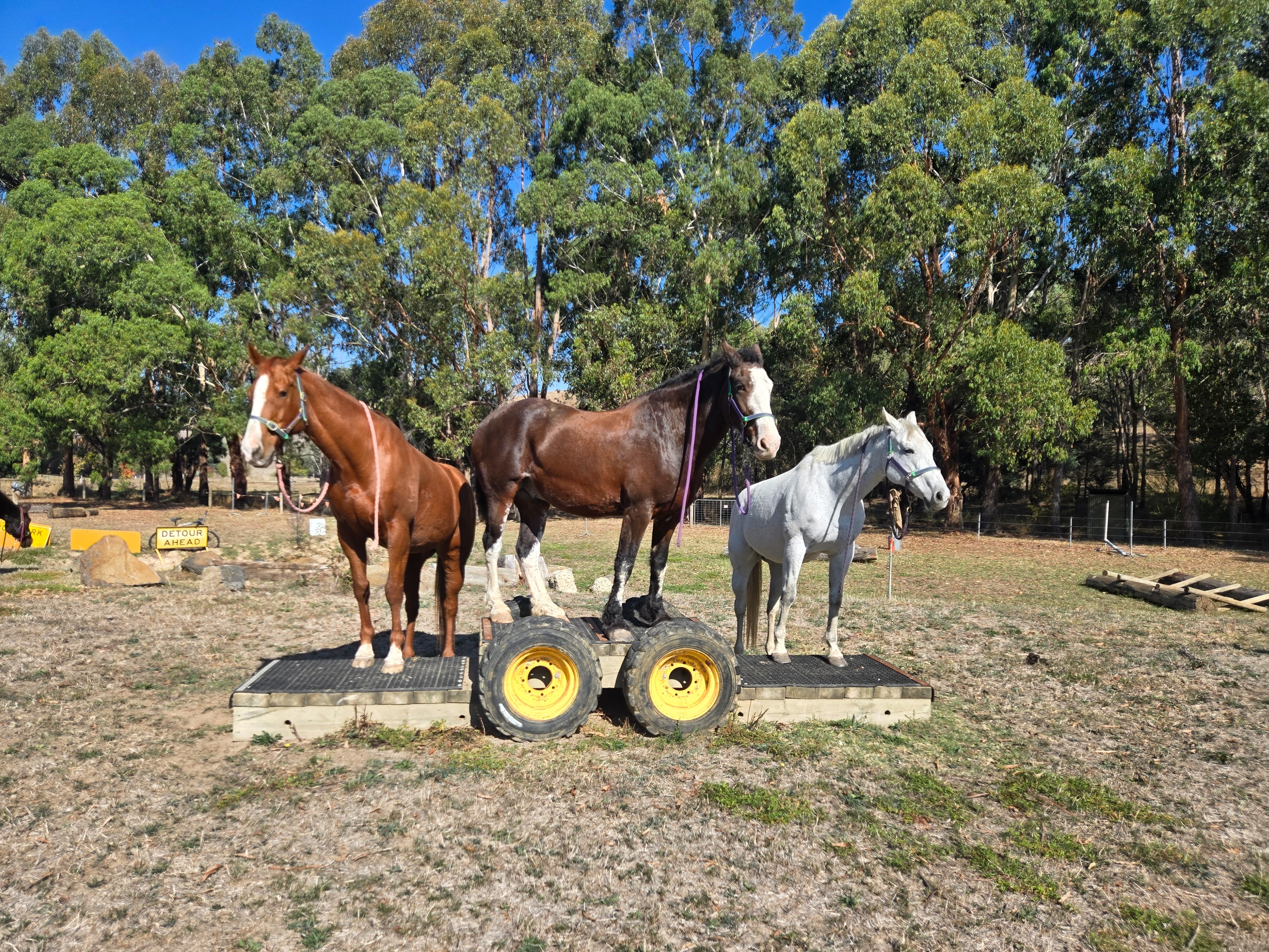 Hay drive for riding school horses campaign photo, 2 of 8