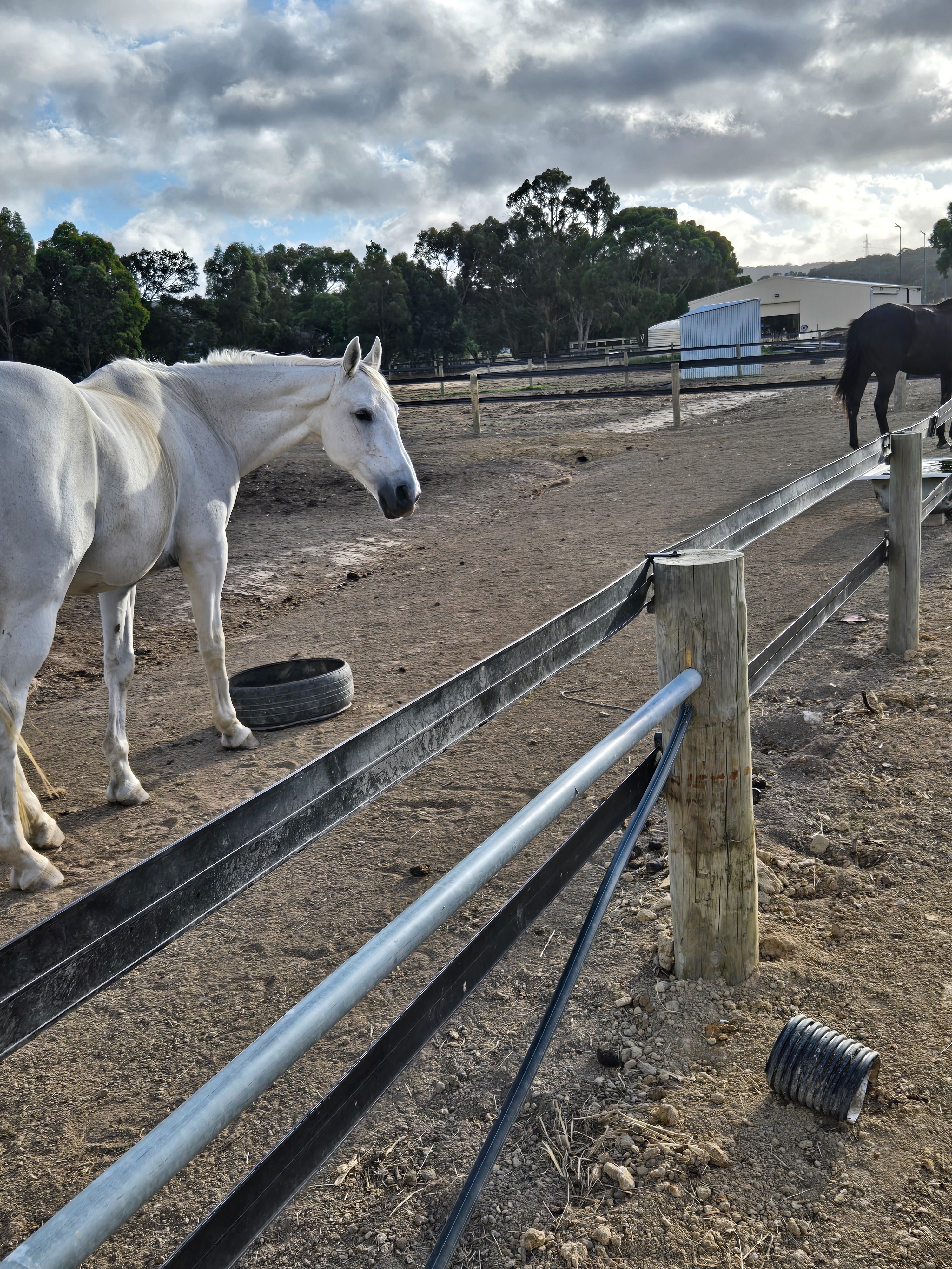 Hay drive for riding school horses campaign photo, 5 of 8
