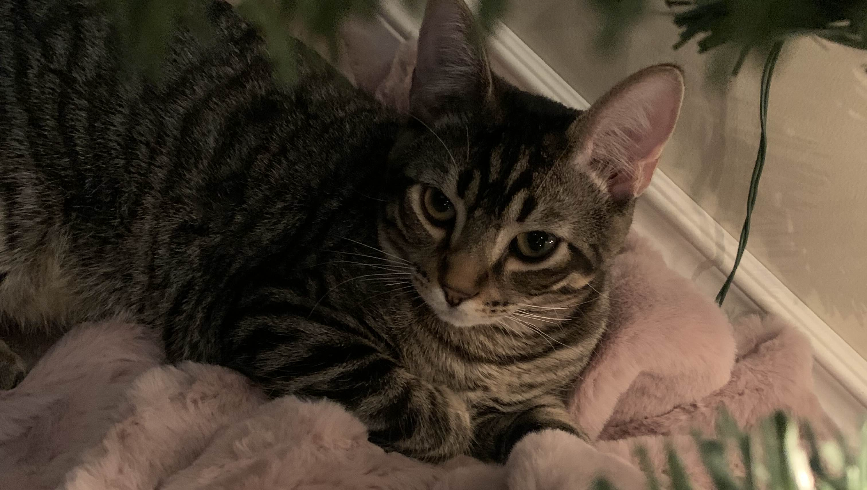 Help Carter get medical treatment pinned link photo