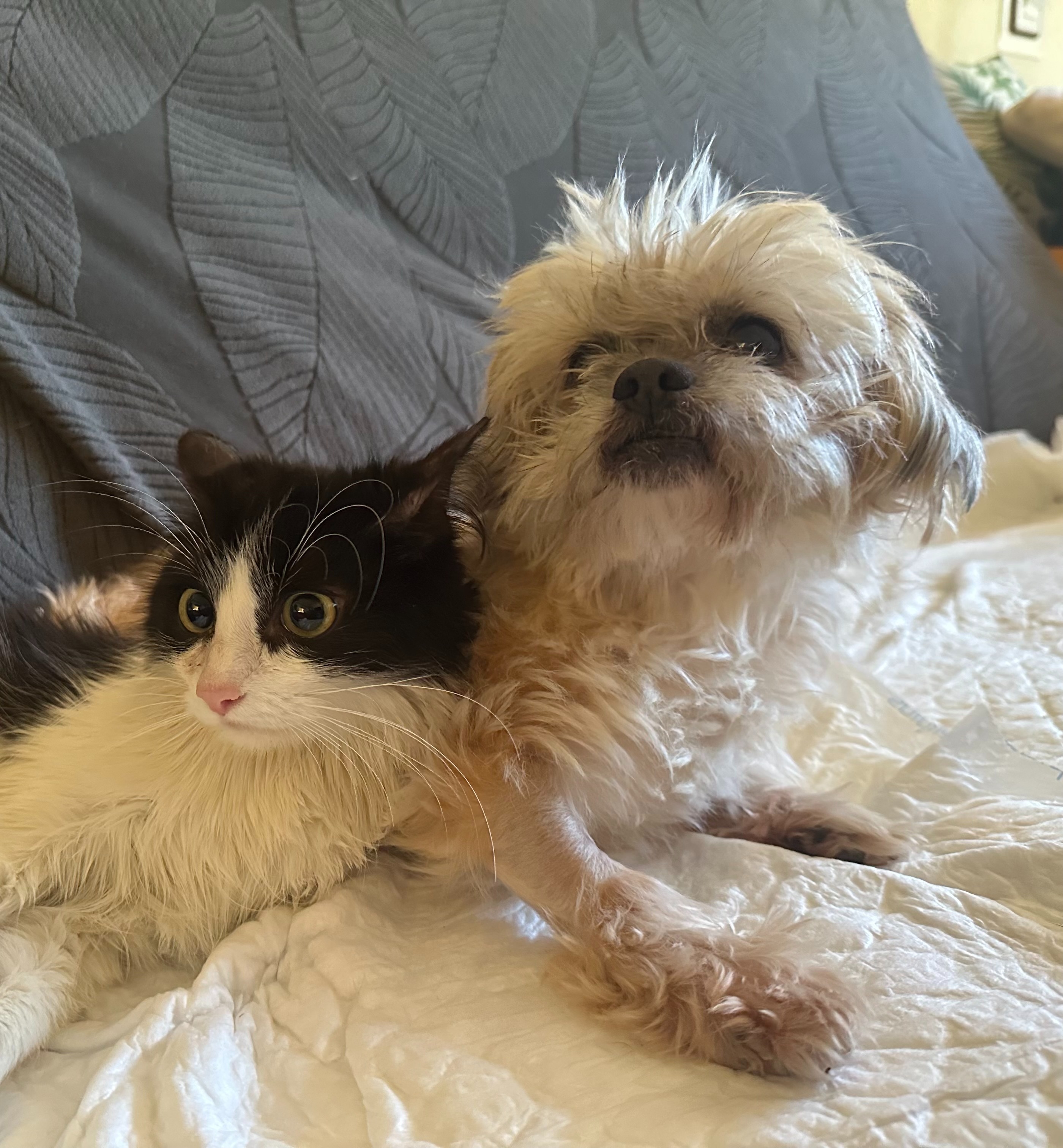 Necesitamos ayuda urgente para Wendy y Gru. We need help campaign photo, 7 of 8