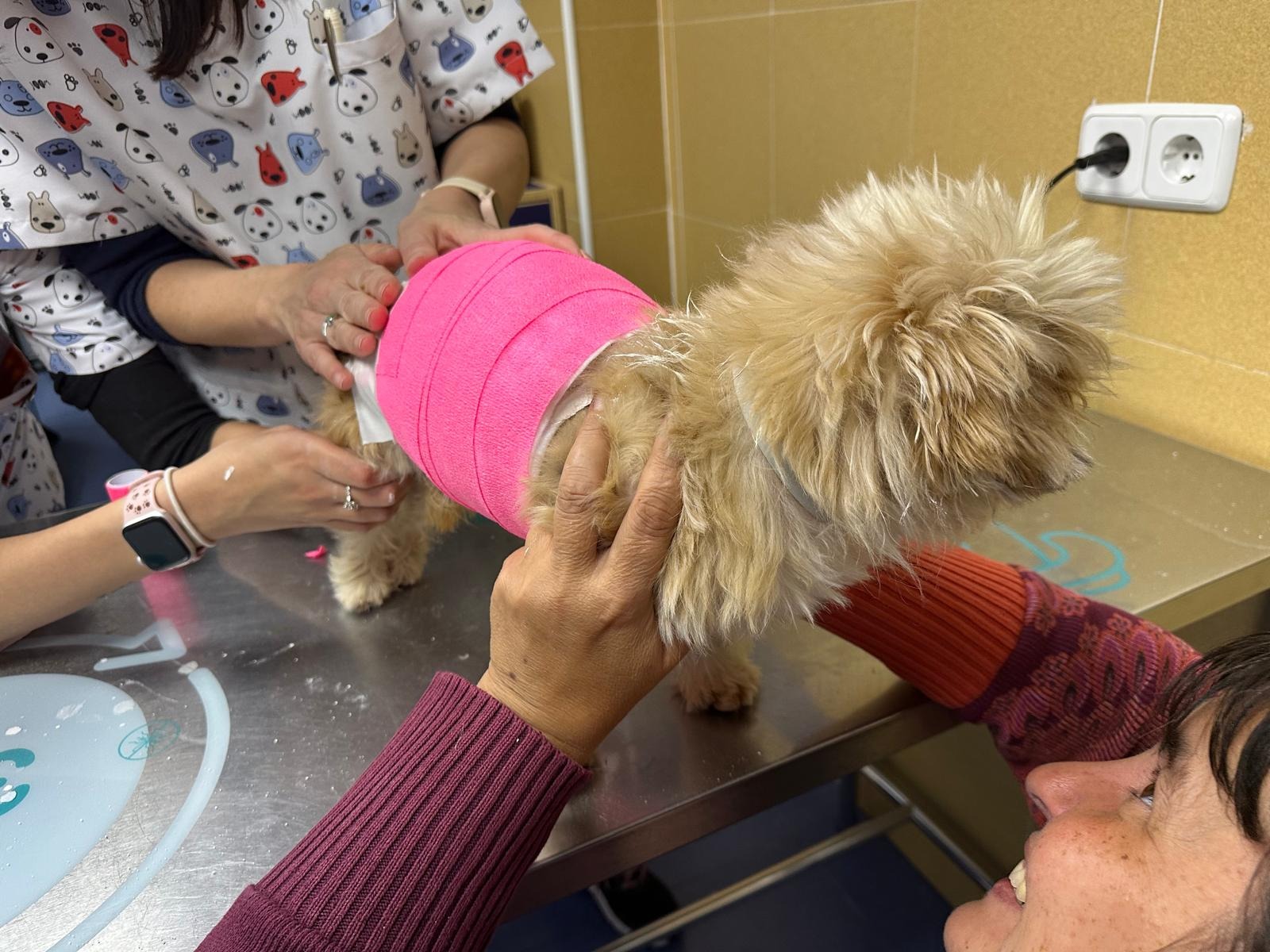 Necesitamos ayuda urgente para Wendy y Gru. We need help campaign photo, 2 of 8