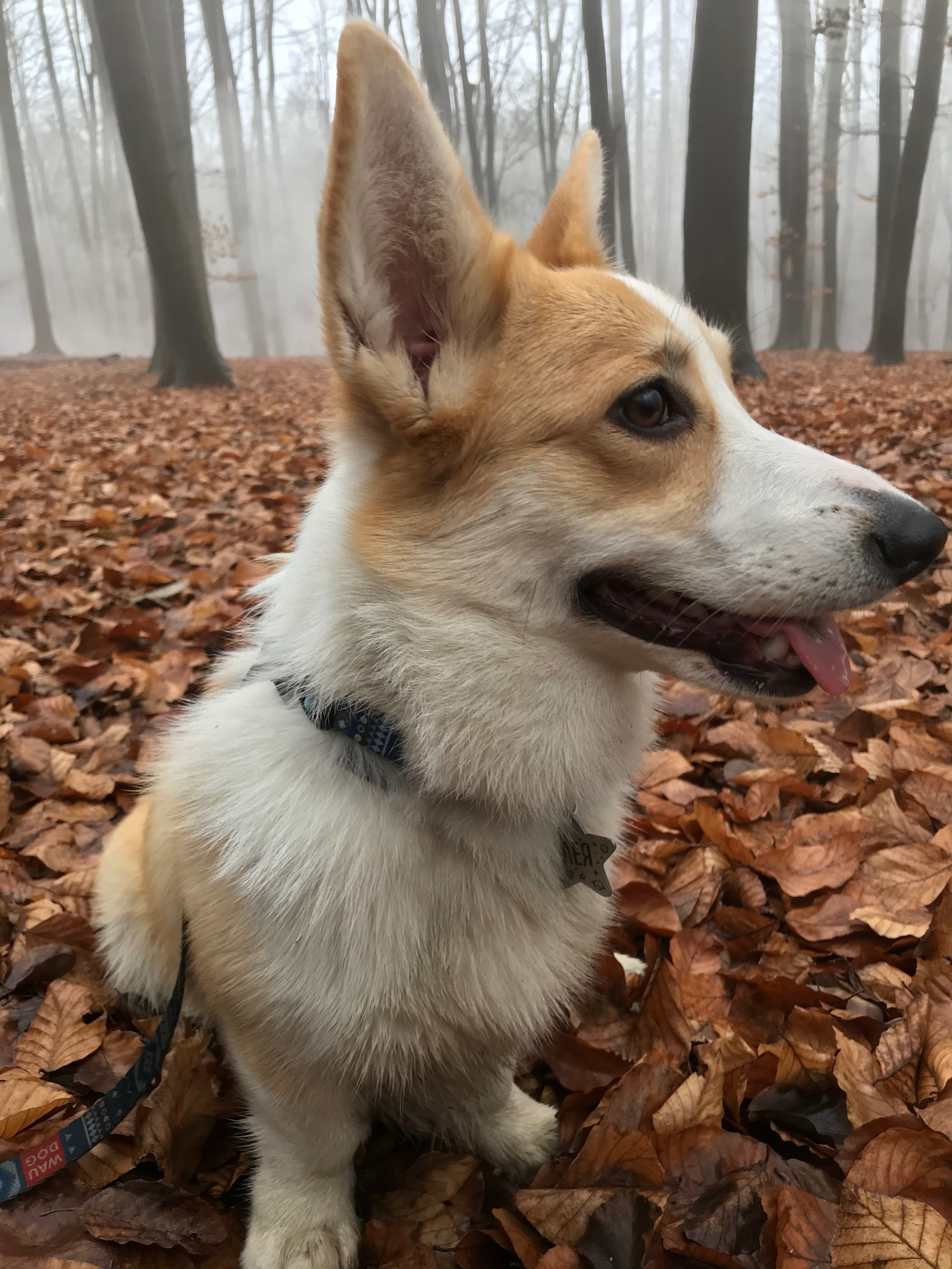 Leia’s Surgery campaign photo, 5 of 6