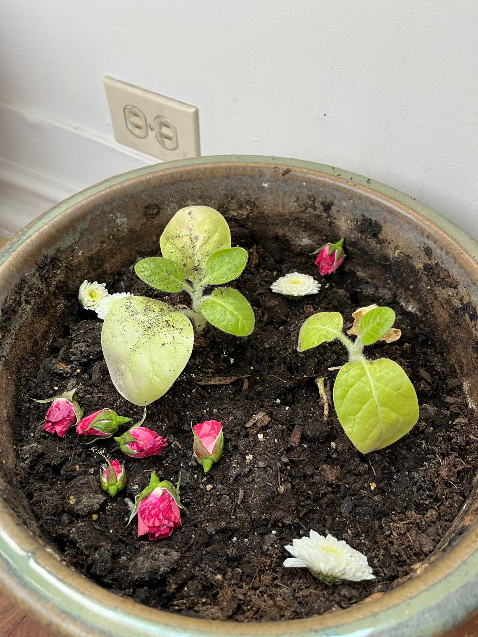 User-uploaded image 1