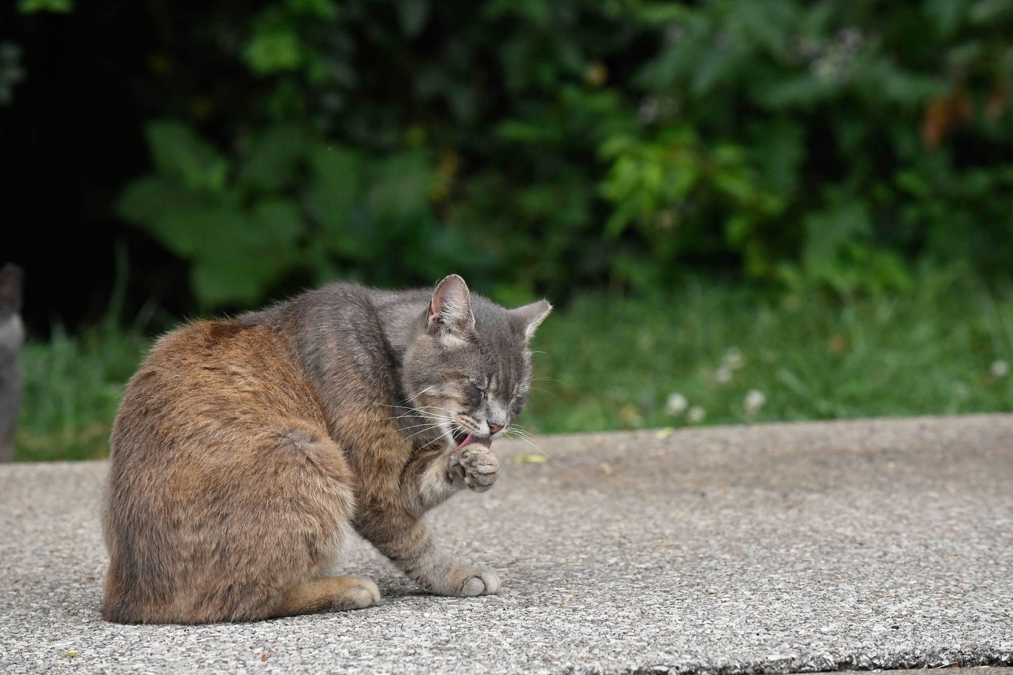 Support USI Campus Cats: Help Our Furry Friends campaign photo, 6 of 7