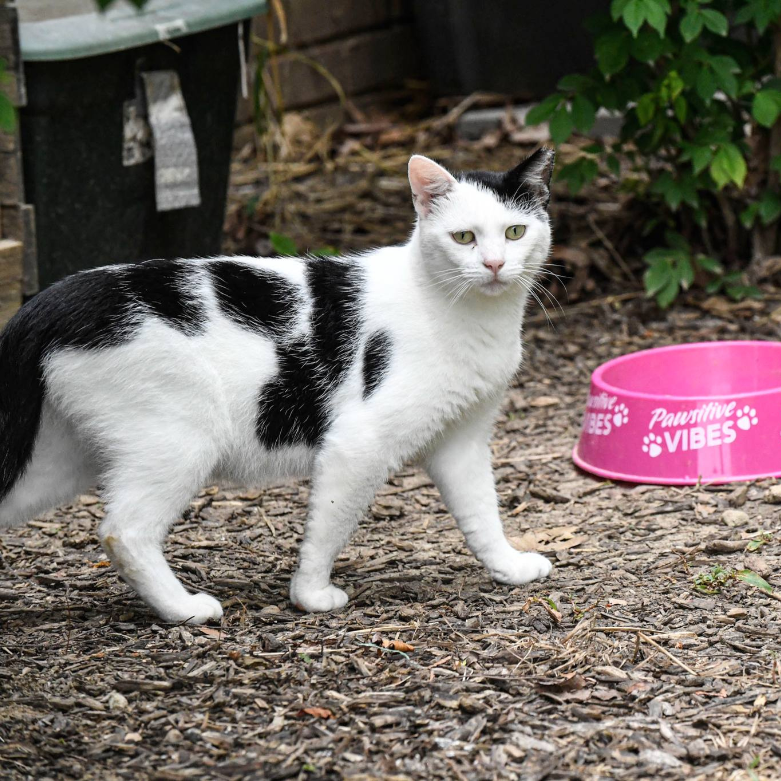 Support USI Campus Cats: Help Our Furry Friends campaign photo, 2 of 7