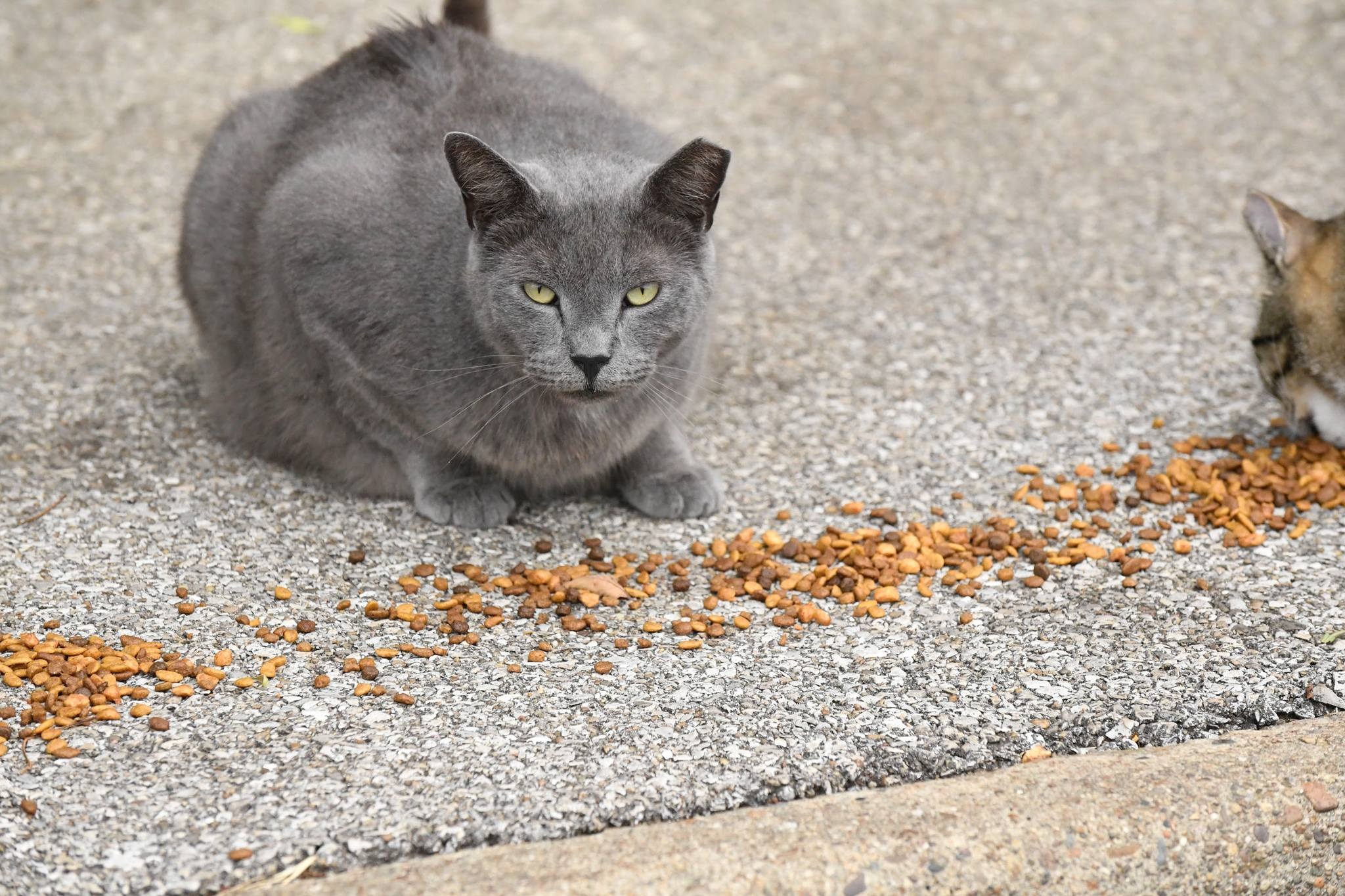 Support USI Campus Cats: Help Our Furry Friends campaign photo, 4 of 7