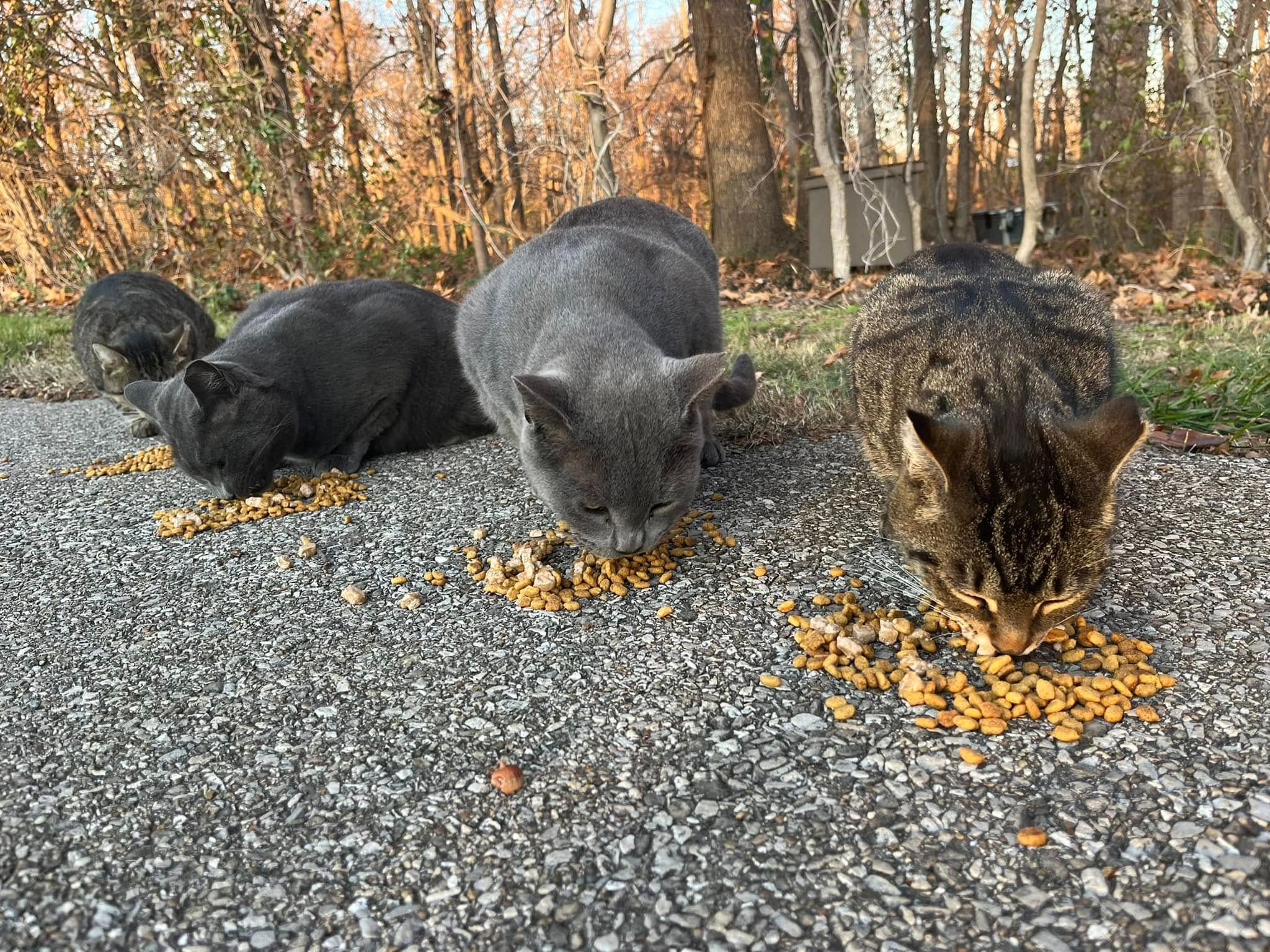 Support USI Campus Cats: Help Our Furry Friends campaign photo, 5 of 7