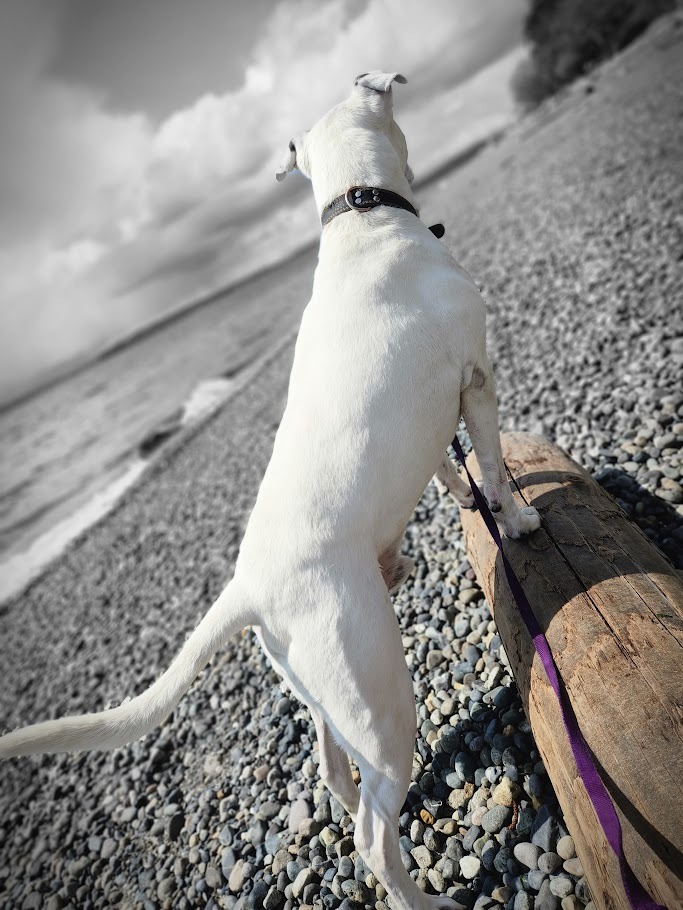 Help Cover Harley's Final Vet Costs campaign photo, 7 of 8