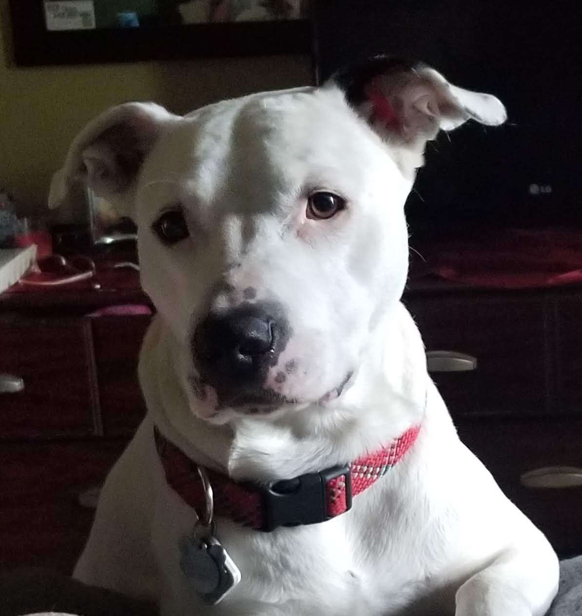 Help Cover Harley's Final Vet Costs campaign photo, 2 of 8