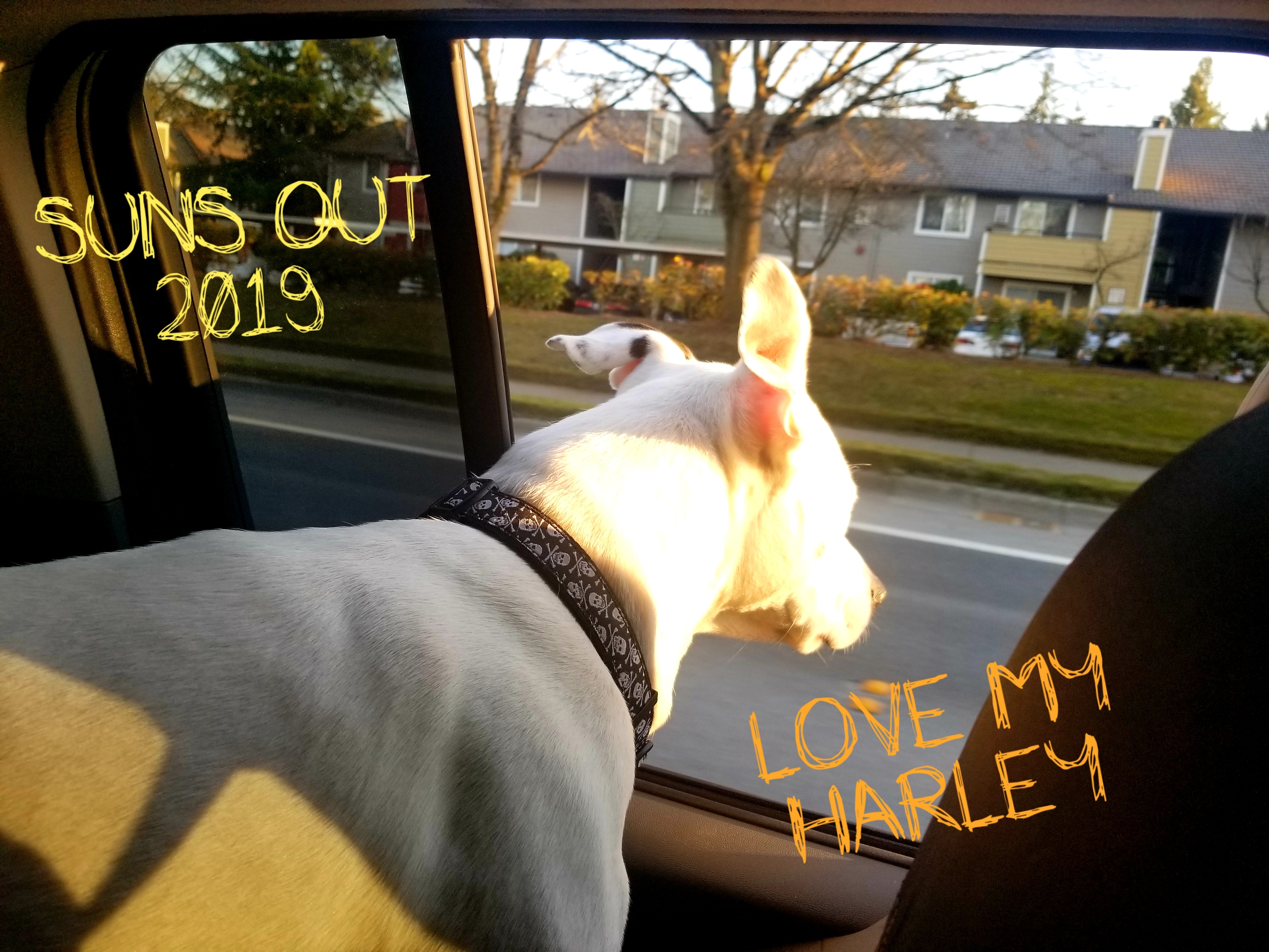 Help Cover Harley's Final Vet Costs campaign photo, 4 of 8