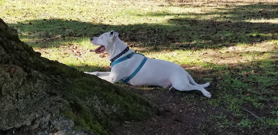 Help Cover Harley's Final Vet Costs campaign photo, 5 of 8